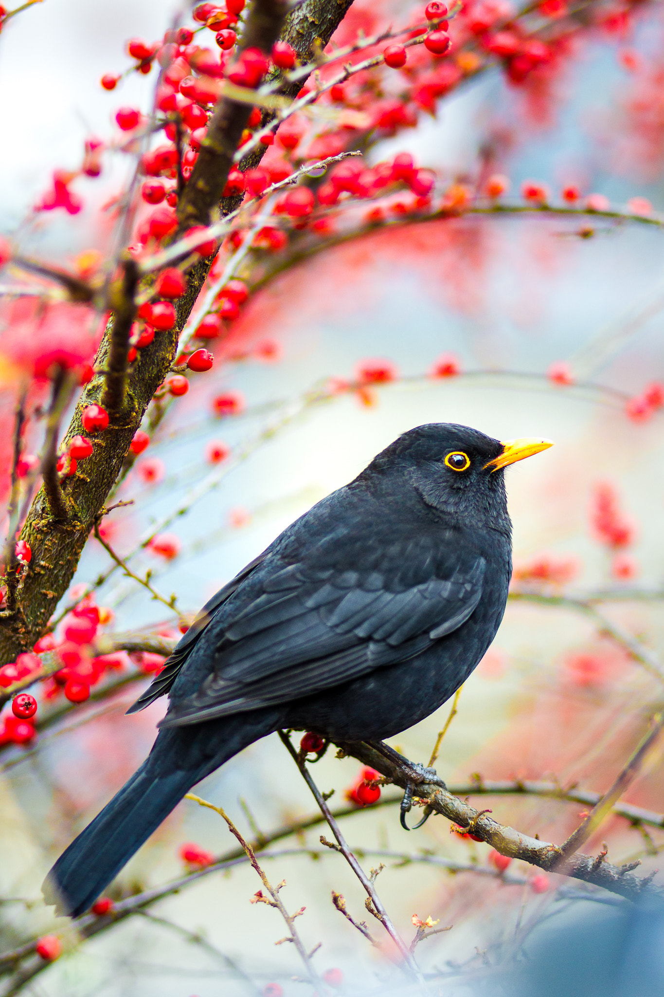 Canon EOS-1D Mark IV sample photo. "hang in there for me" photography