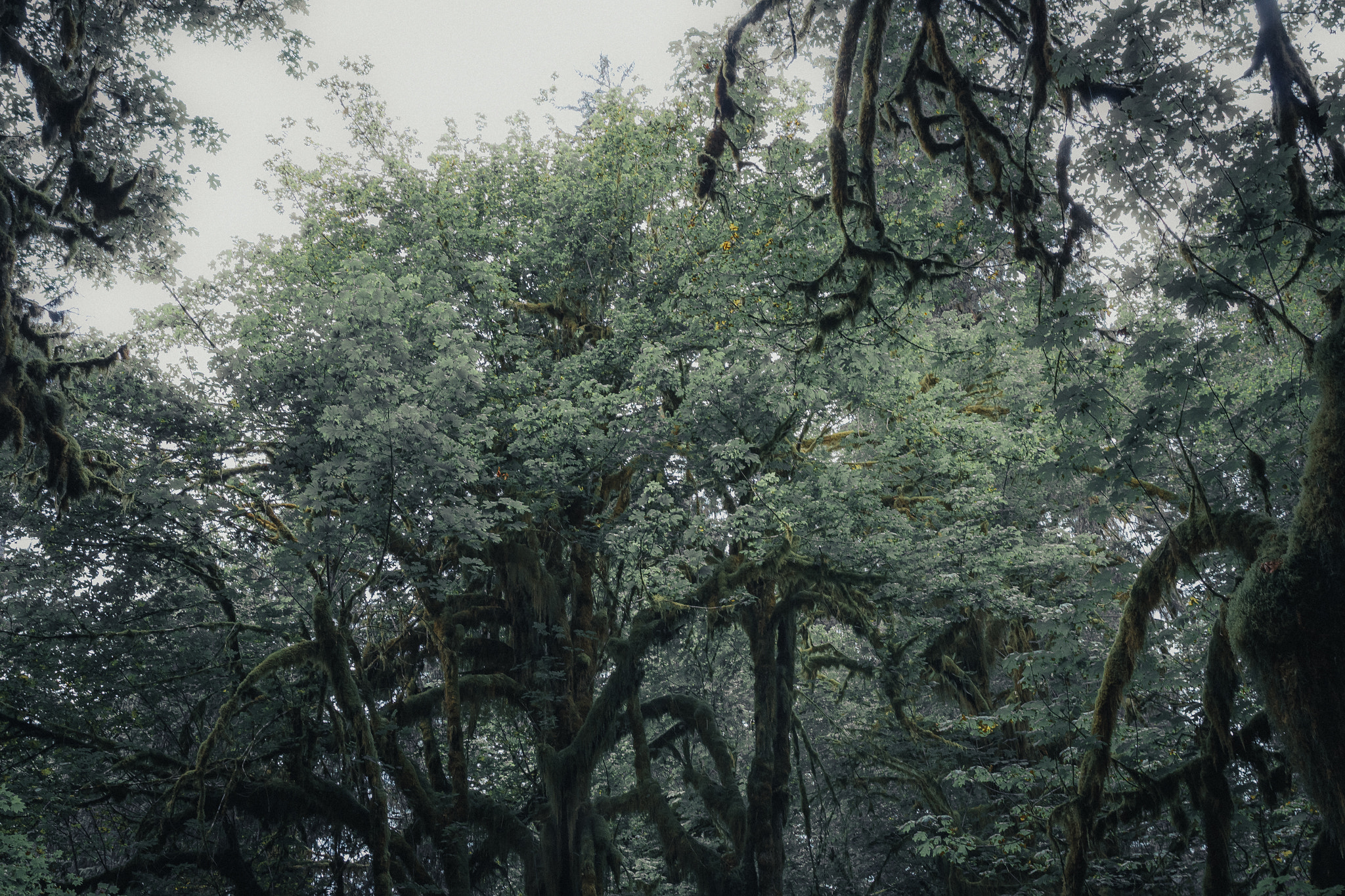 Canon EF 24-70mm F2.8L II USM sample photo. Alone in the forest photography