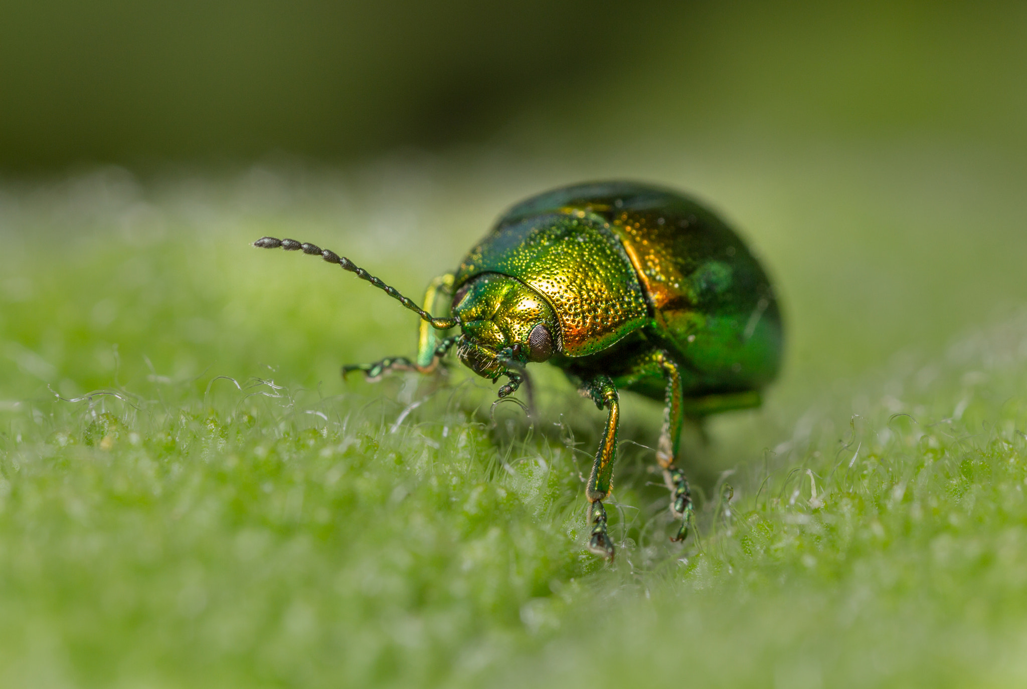 Canon MP-E 65mm F2.5 1-5x Macro Photo sample photo. Mint leaf beetle (chrysolina herbacea) photography