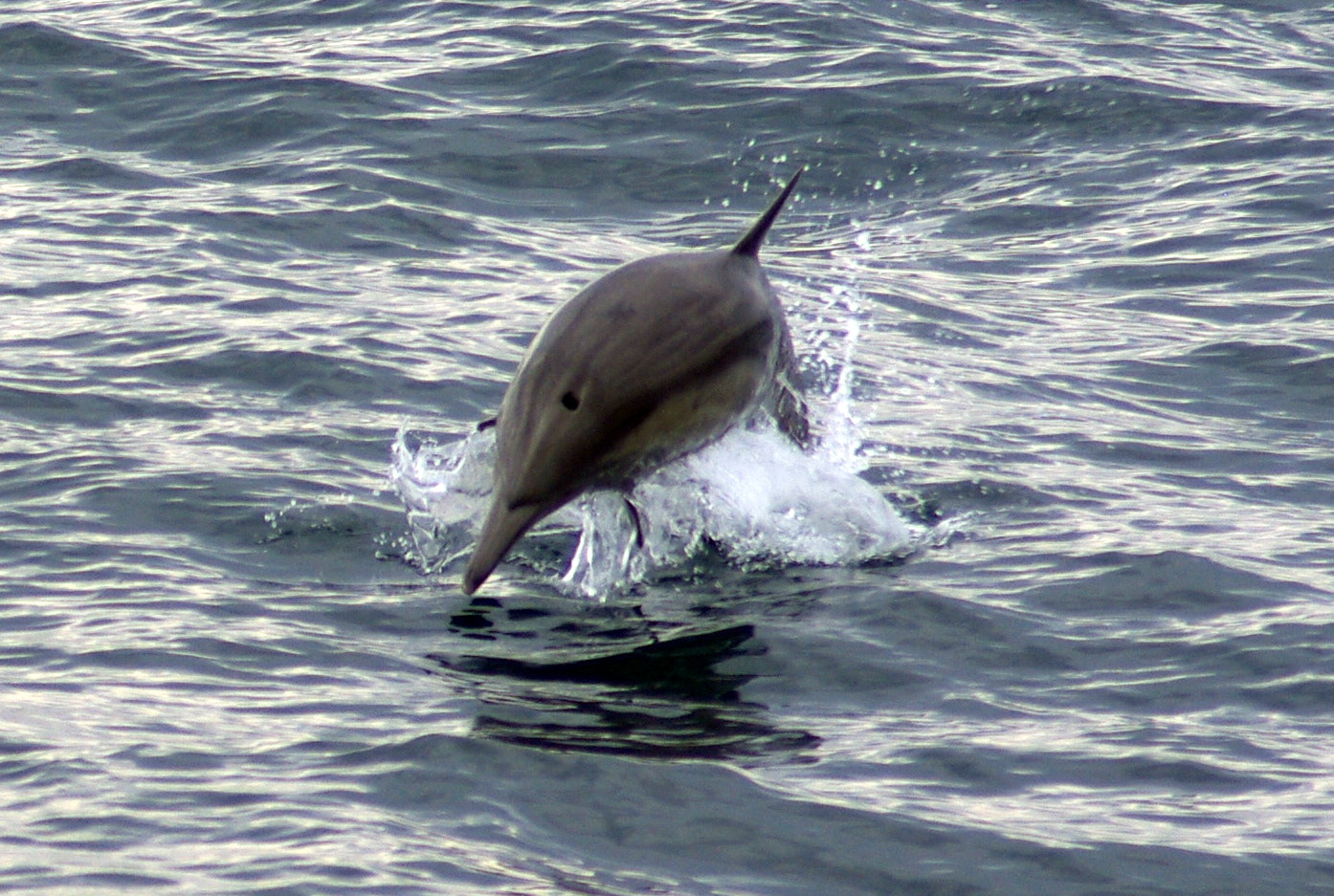 Tamron AF 70-300mm F4-5.6 Di LD Macro sample photo. Dolphin breach photography