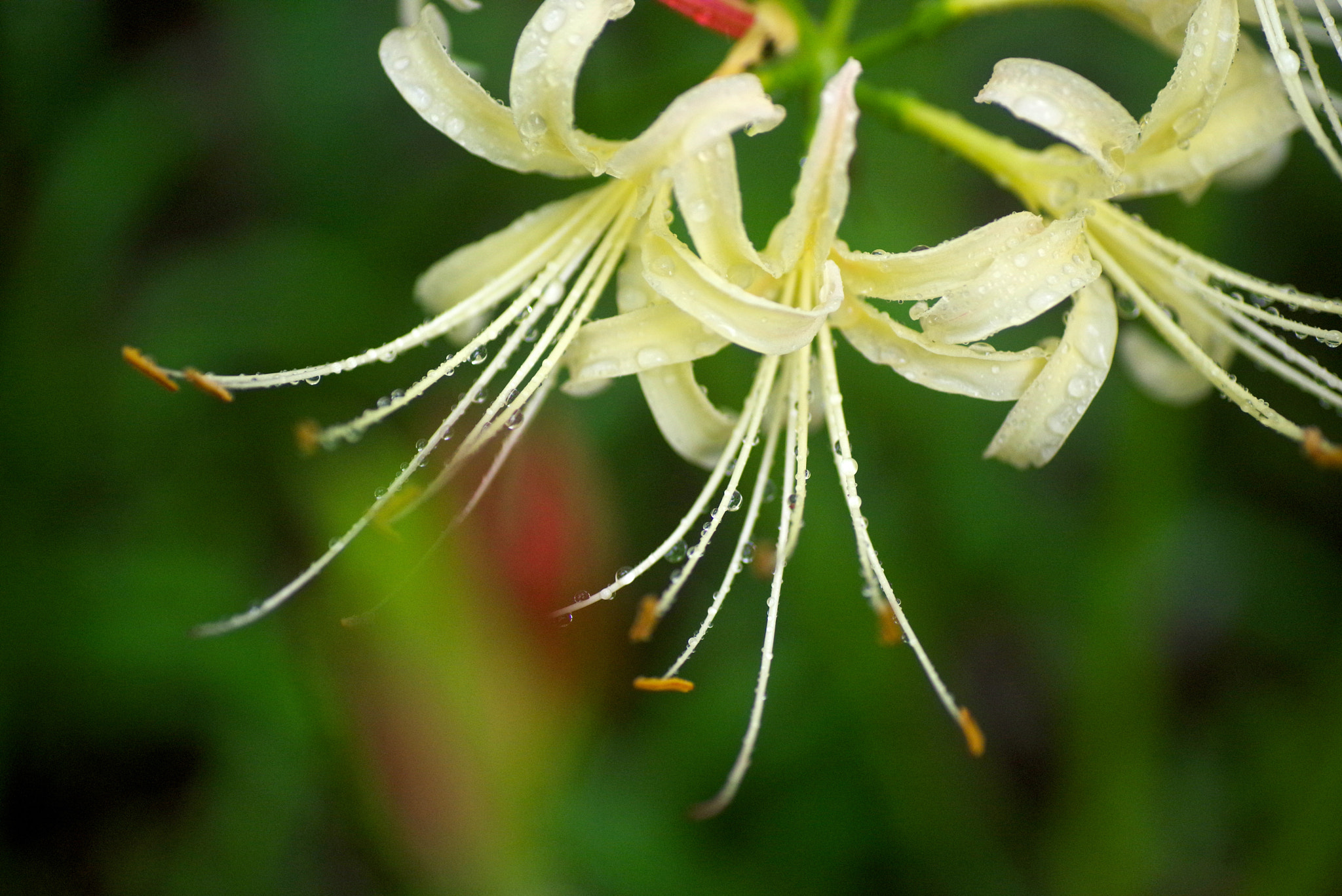 Pentax K-1 sample photo. White cluster amaryllis photography