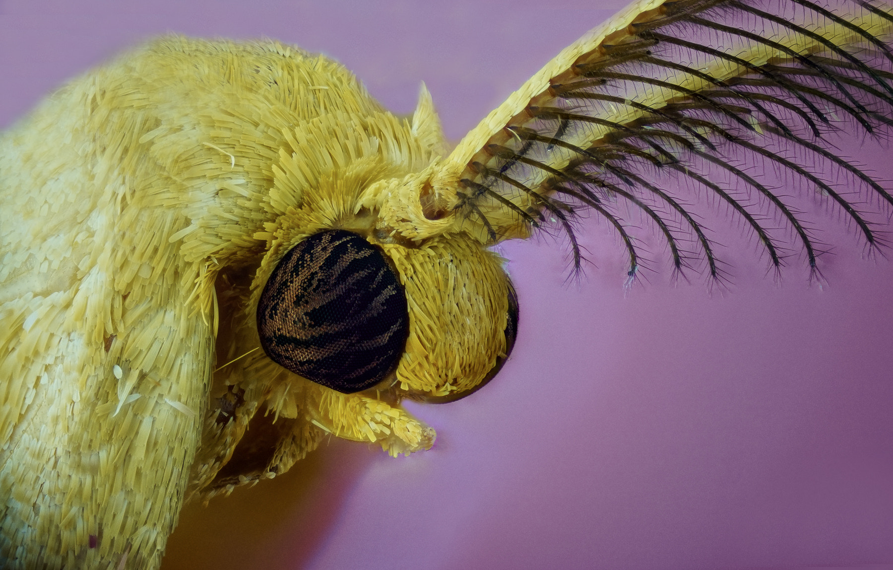 90mm F2.8 sample photo. Moth v photography