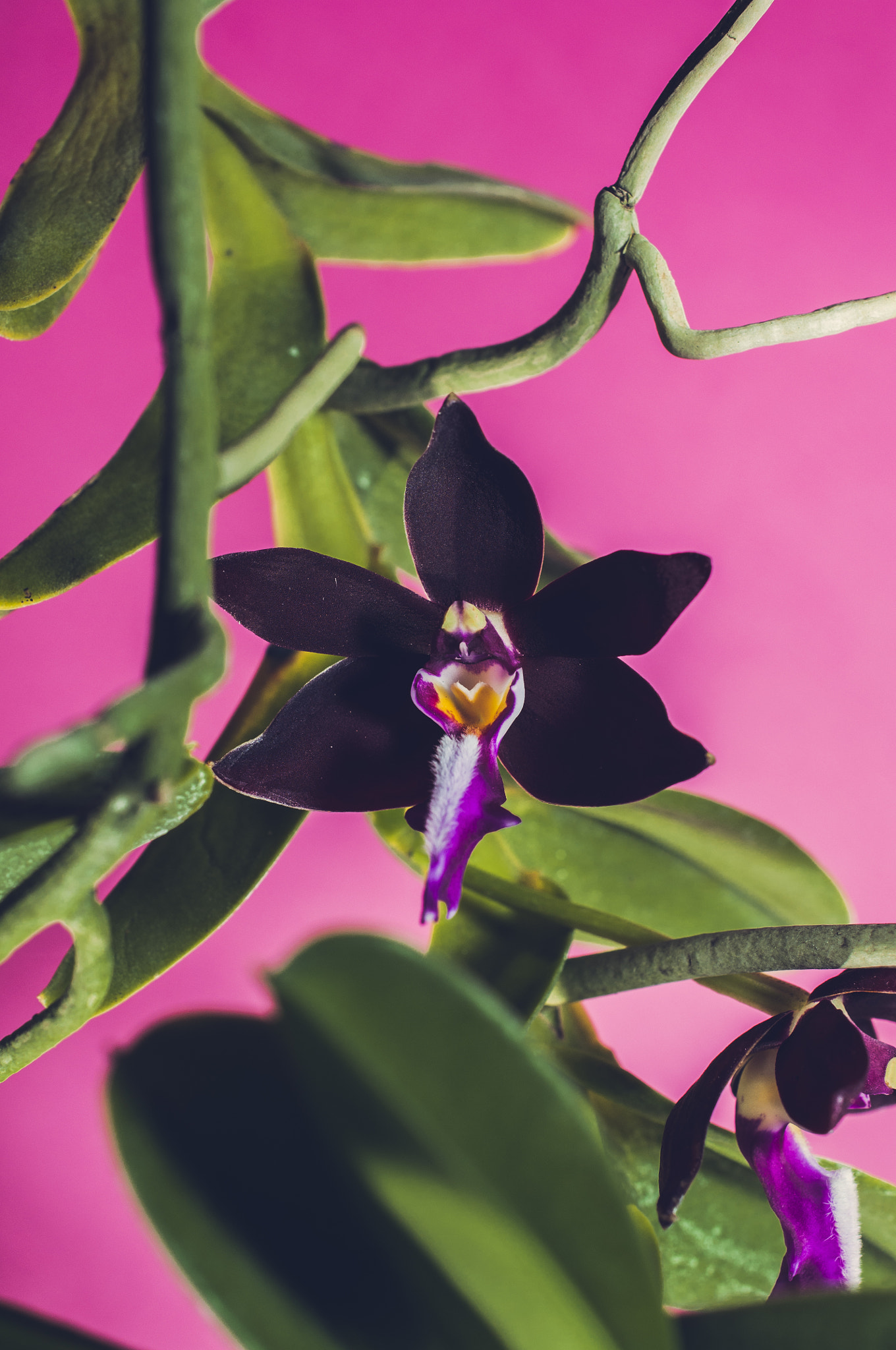 Nikon D90 sample photo. Black orchid photography