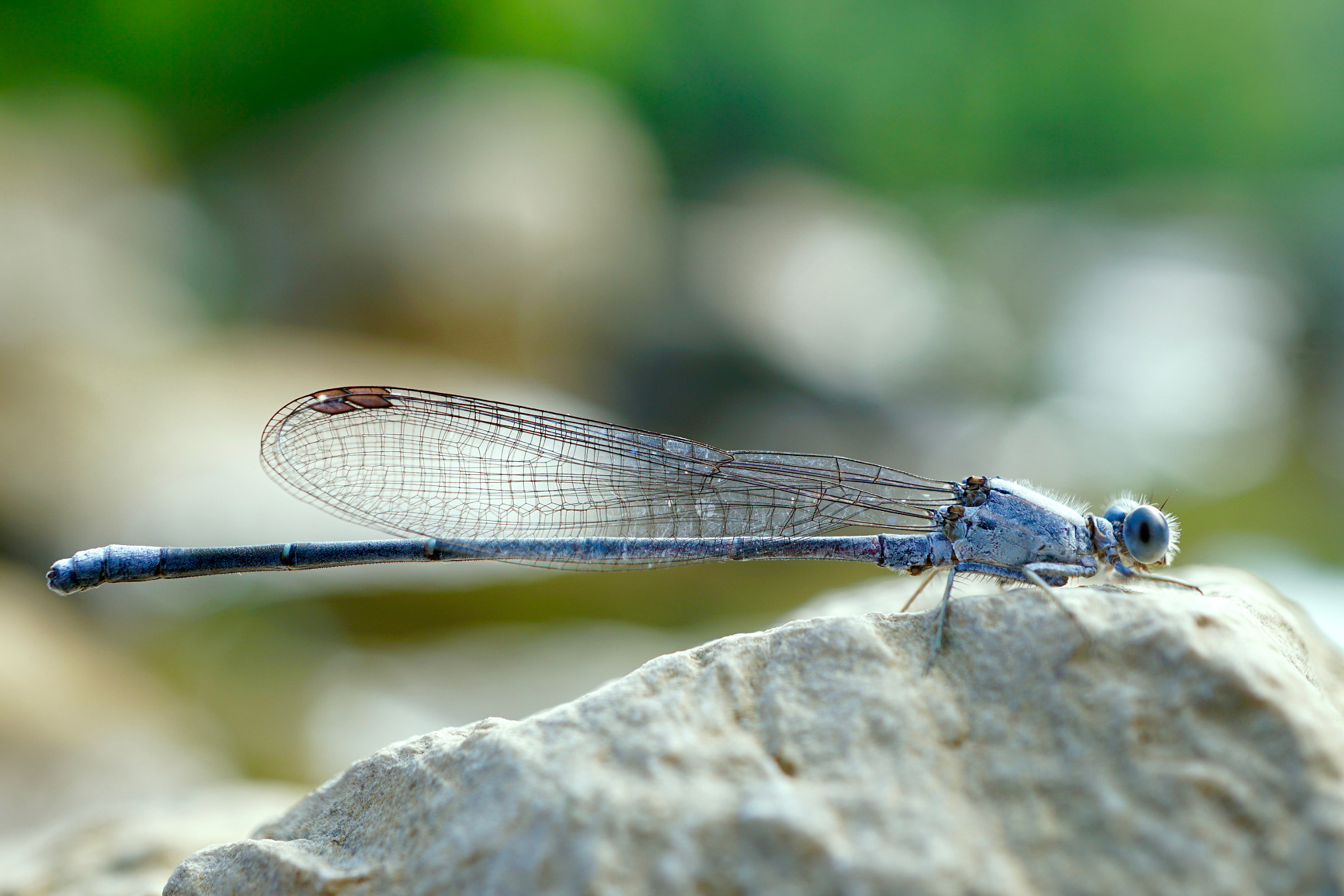 Sony a6300 + Sony E 30mm F3.5 sample photo. Dragonfly photography