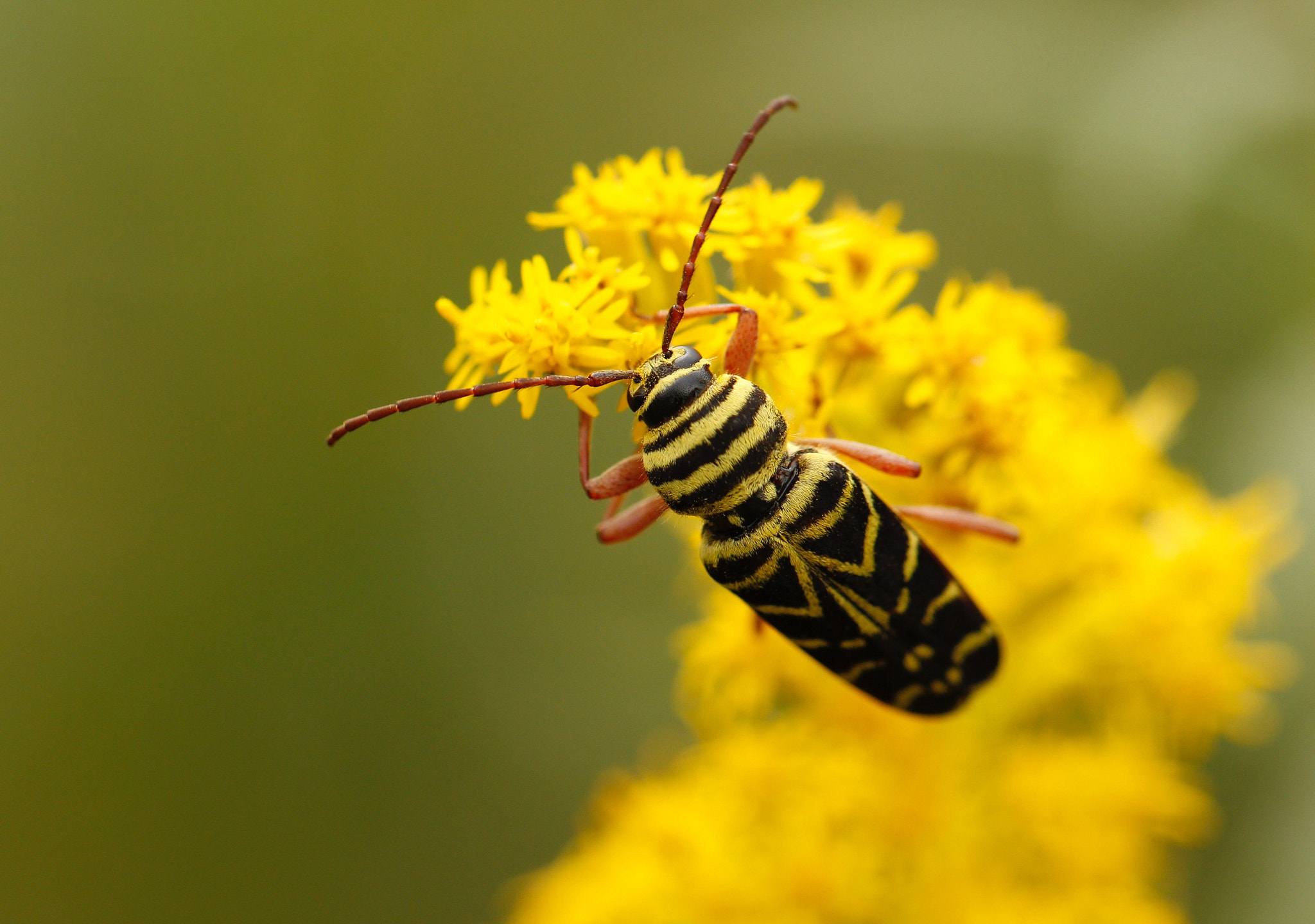 Canon EF 100mm F2.8L Macro IS USM sample photo. Grassland photography