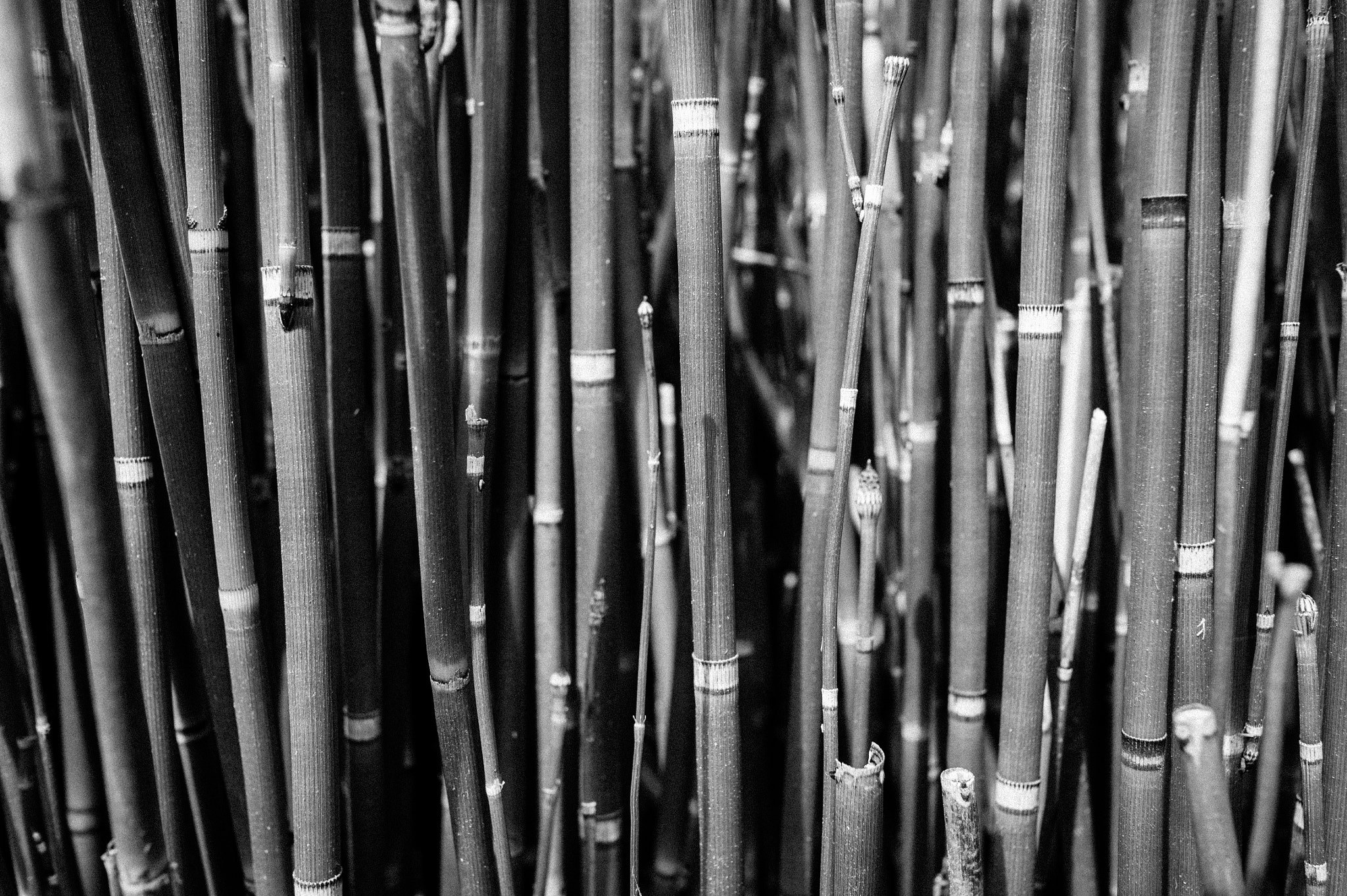 Sony Alpha NEX-5 sample photo. Bamboo photography