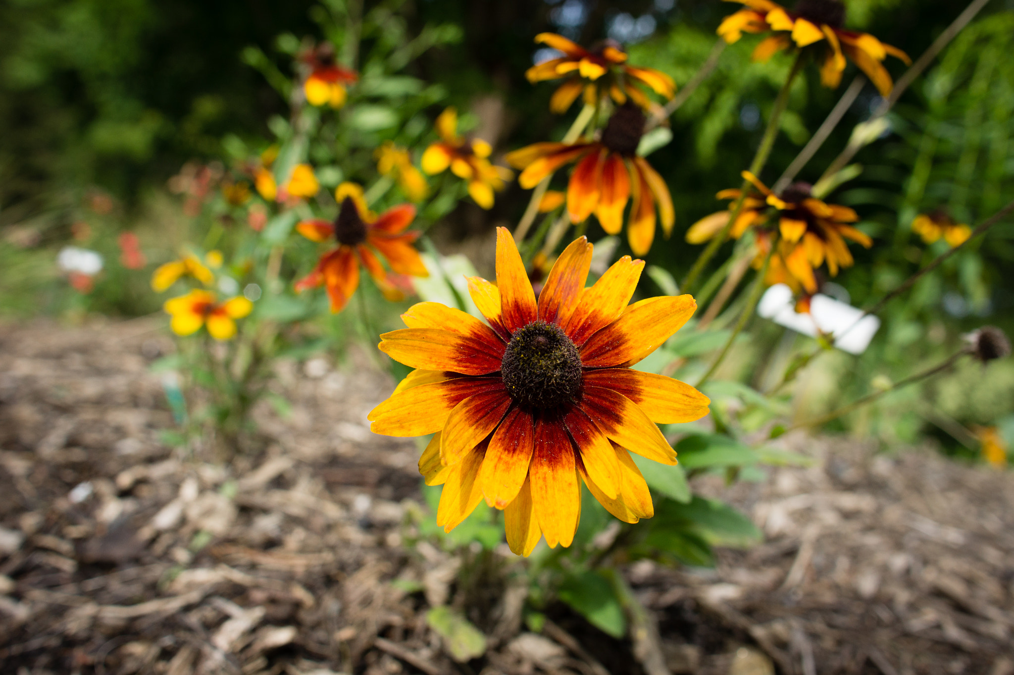 Sony Alpha NEX-5 + Sony Sonnar T* E 24mm F1.8 ZA sample photo. Flower photography