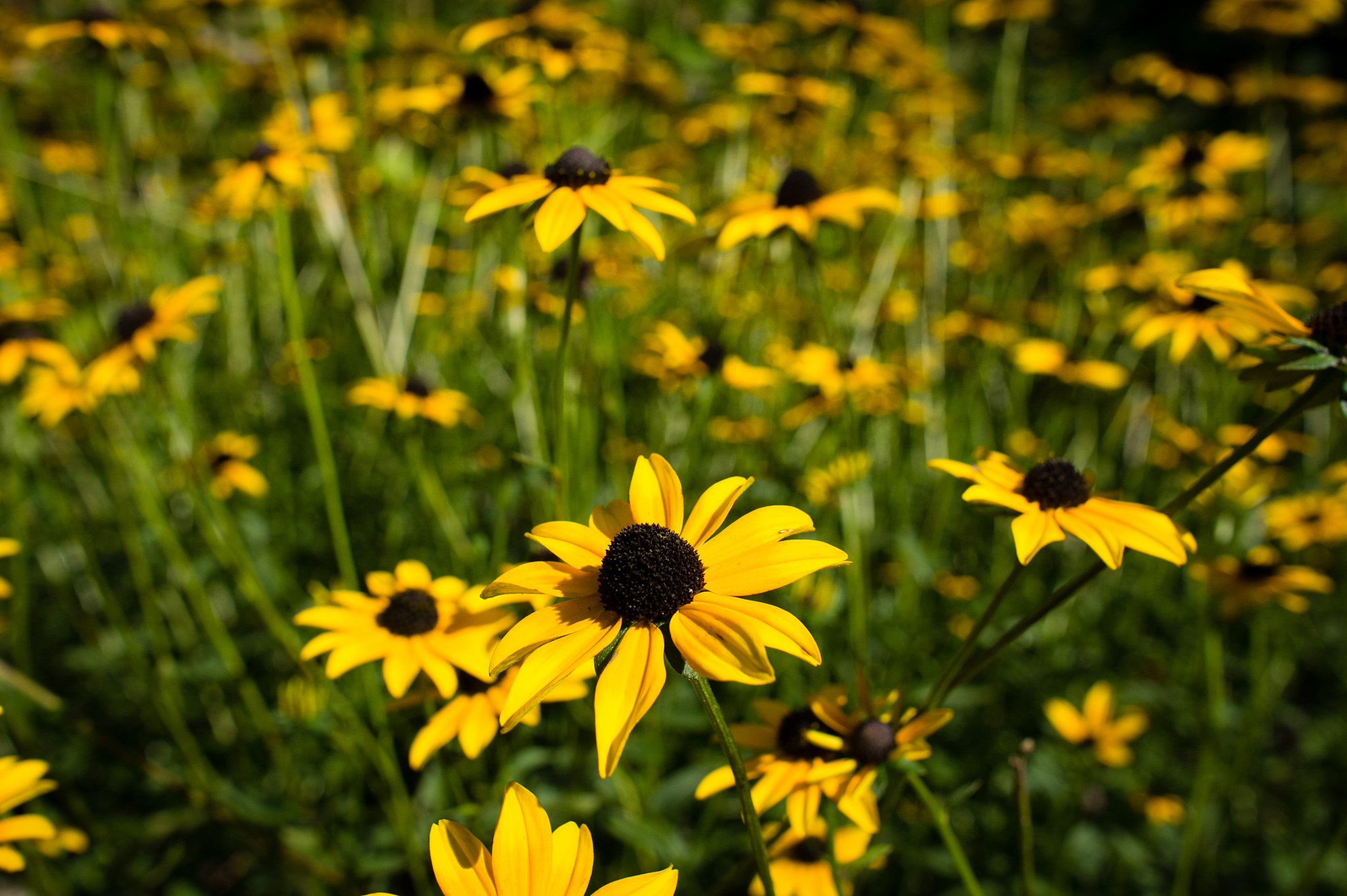 Sony Alpha NEX-5 sample photo. Black eyed susan photography