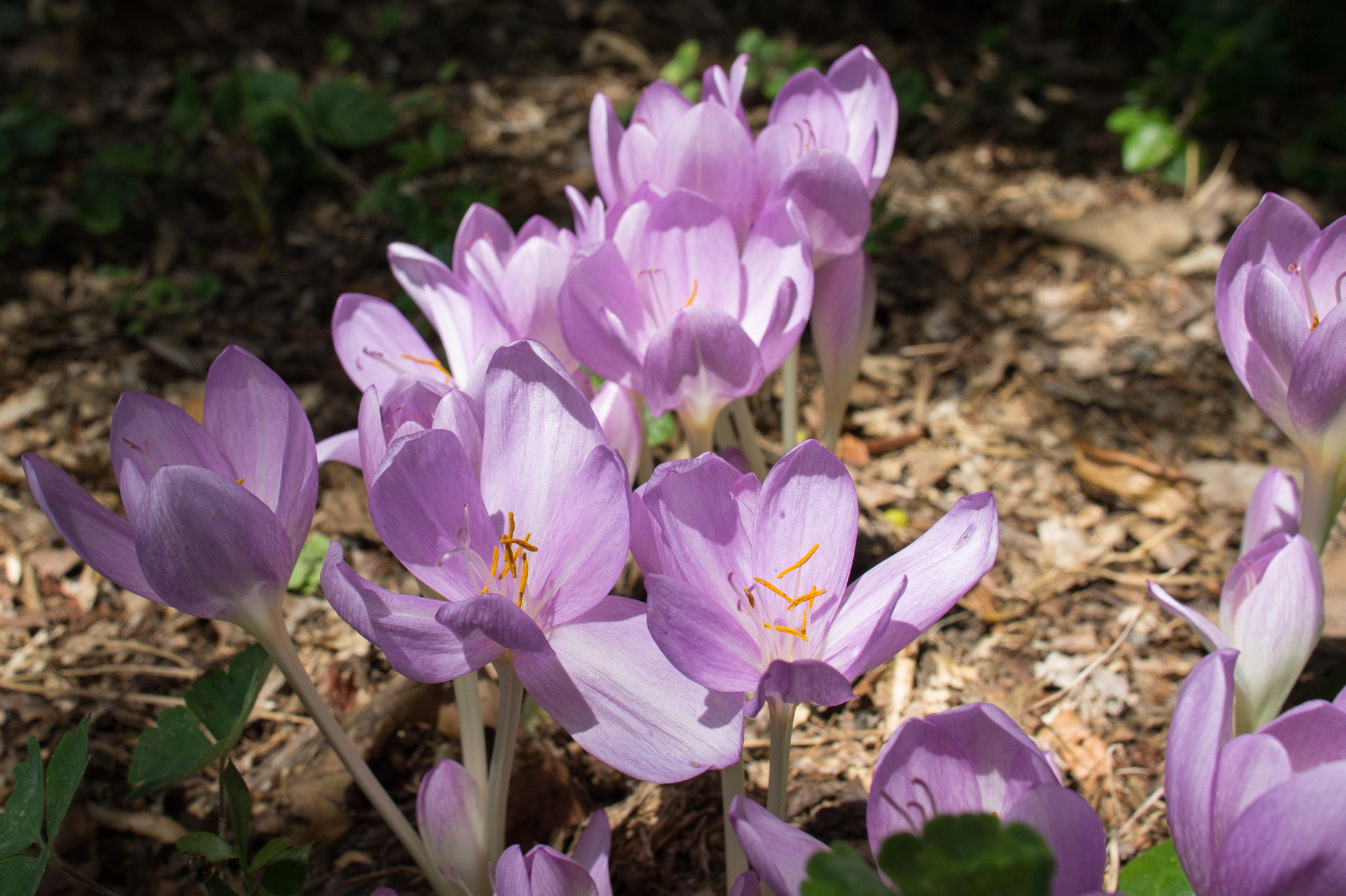 Sony Sonnar T* E 24mm F1.8 ZA sample photo. Japanese tuberose photography