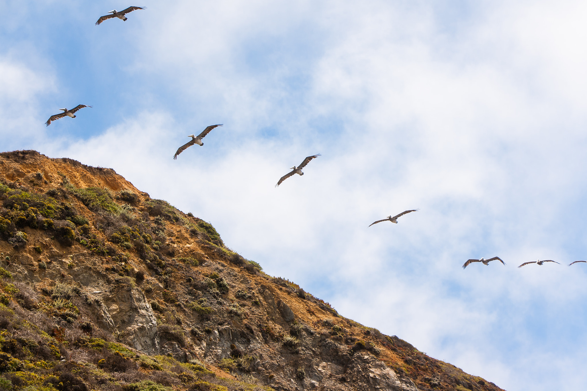 Canon EOS 1000D (EOS Digital Rebel XS / EOS Kiss F) sample photo. Birds in flight over pinnacle gulch in bodega bay photography