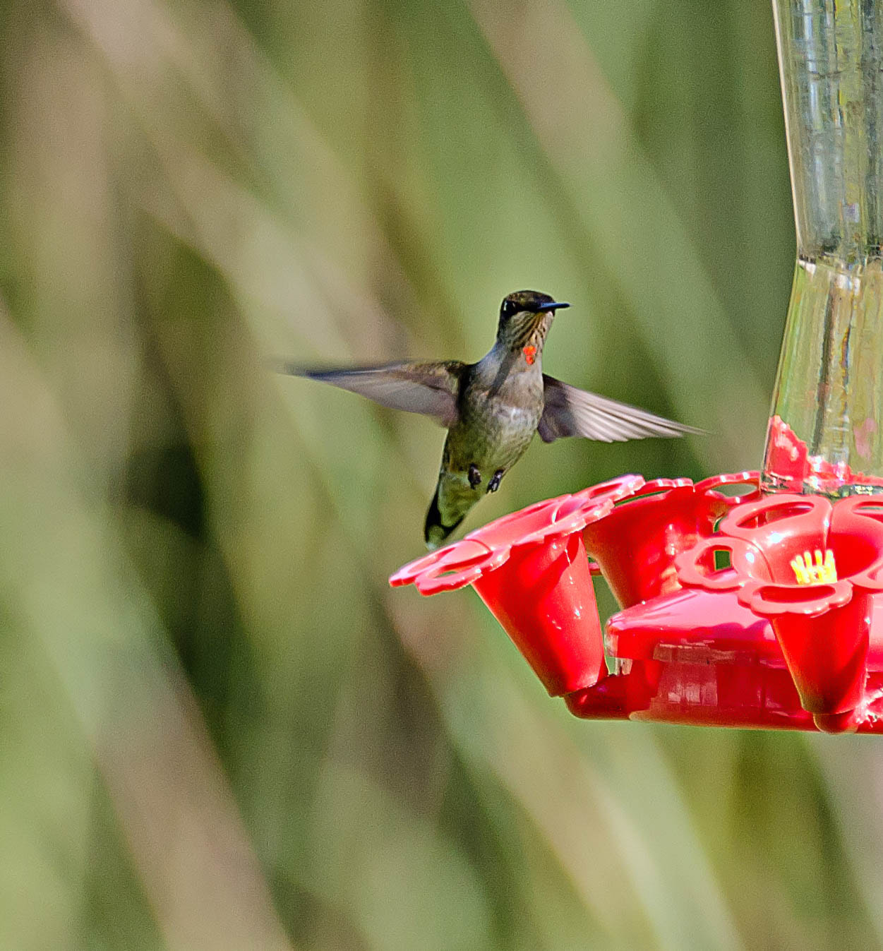Nikon D7000 sample photo. Flight of the hummingbird photography