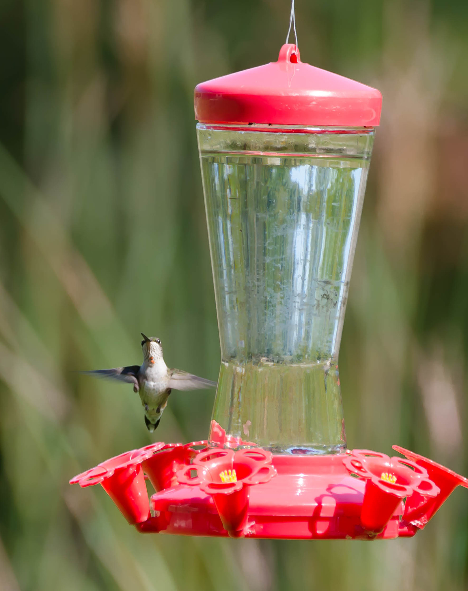 Sigma 150-600mm F5-6.3 DG OS HSM | C sample photo. Flight of the hummingbird photography