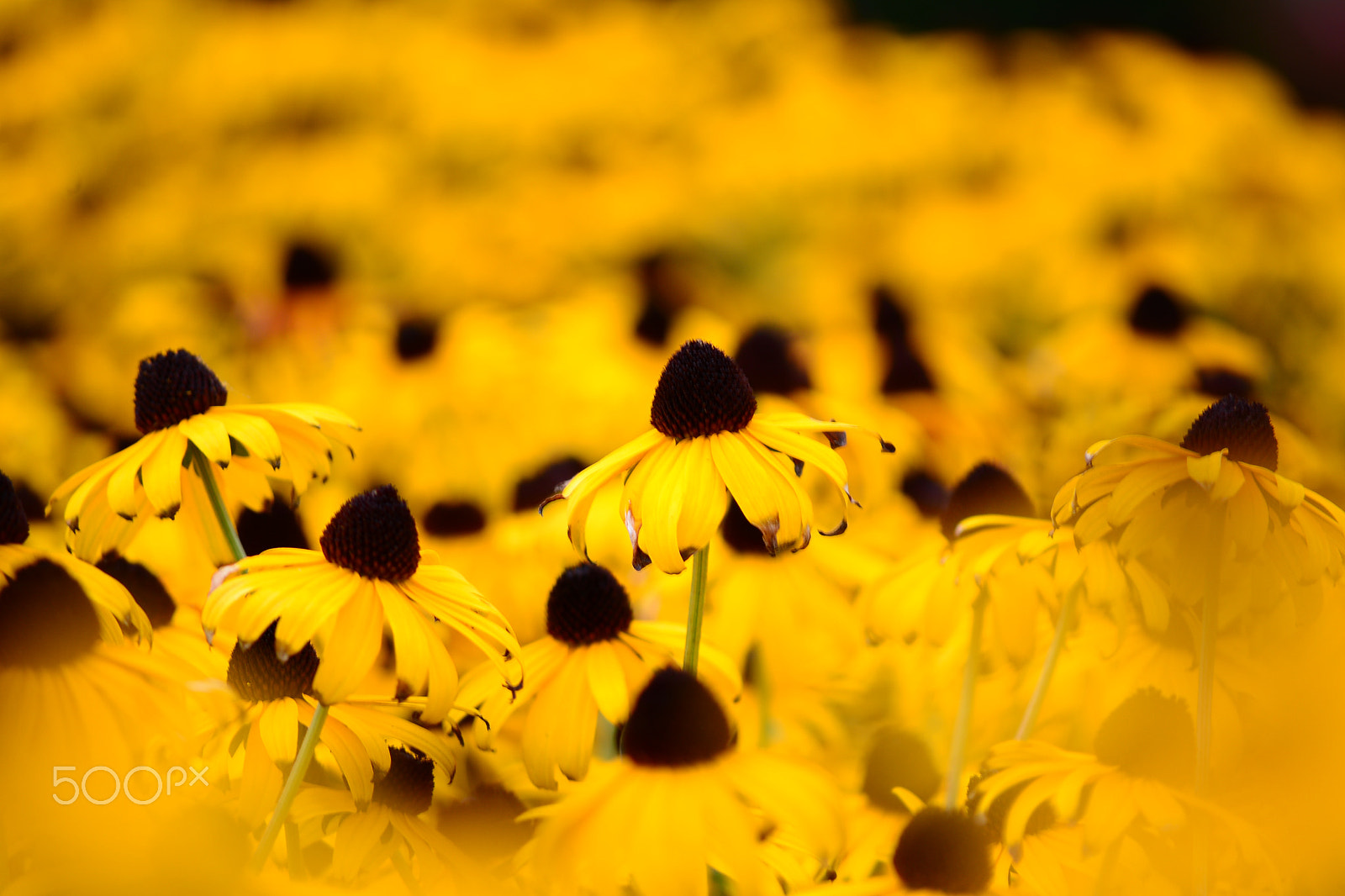 Nikon D600 sample photo. Colors photography