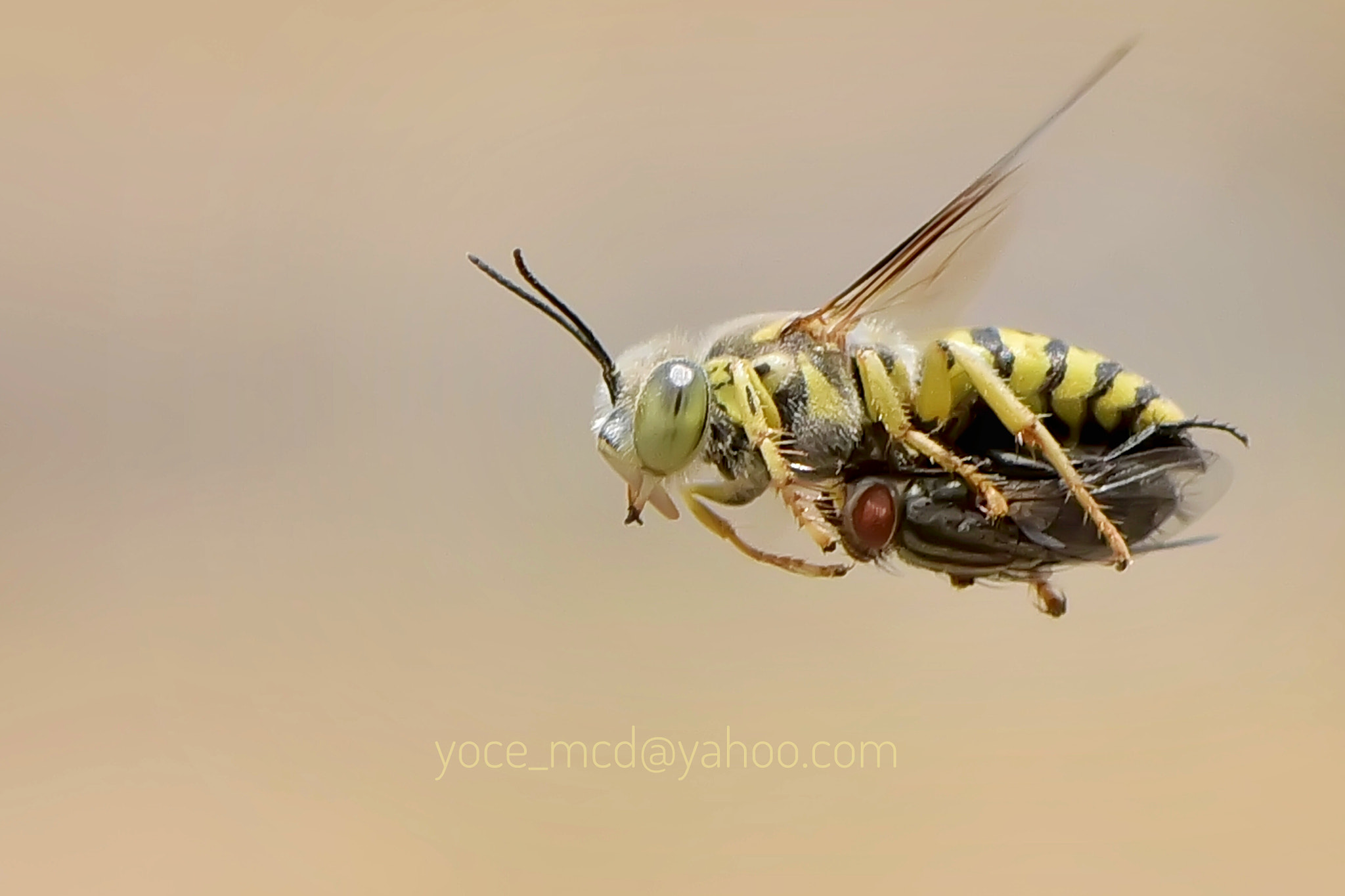 Sigma 70-300mm F4-5.6 APO DG Macro sample photo. Breakfast time now.. photography
