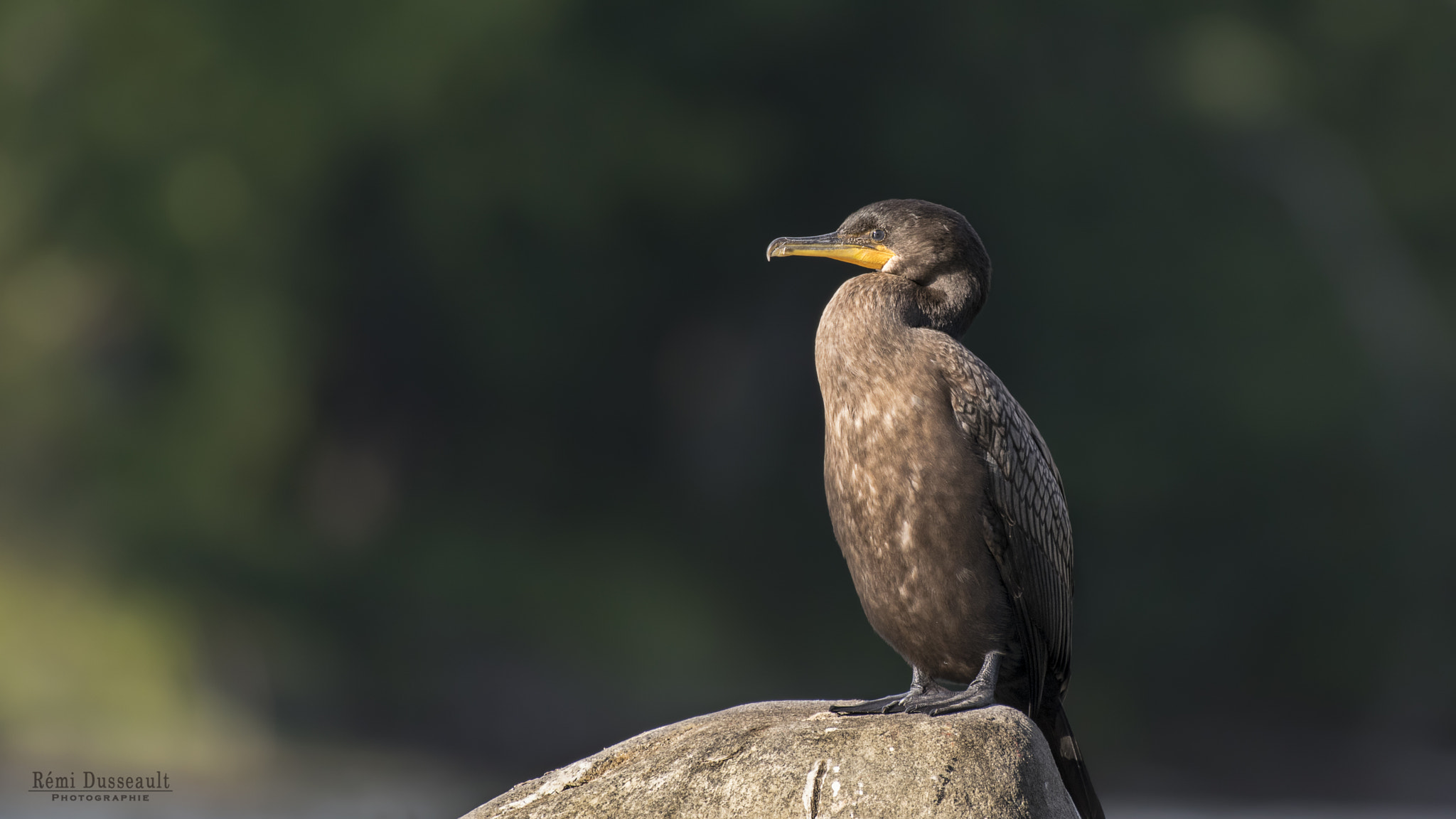 Nikon AF-S Nikkor 200-500mm F5.6E ED VR sample photo. Cormoran photography