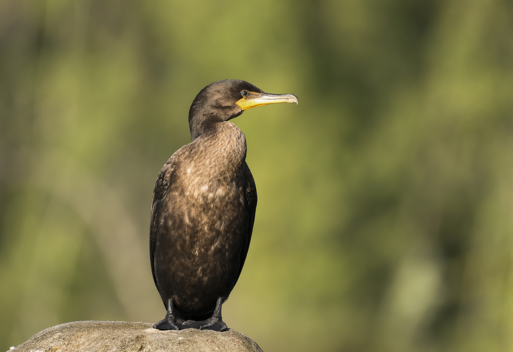 Nikon AF-S Nikkor 200-500mm F5.6E ED VR sample photo. Cormoran photography