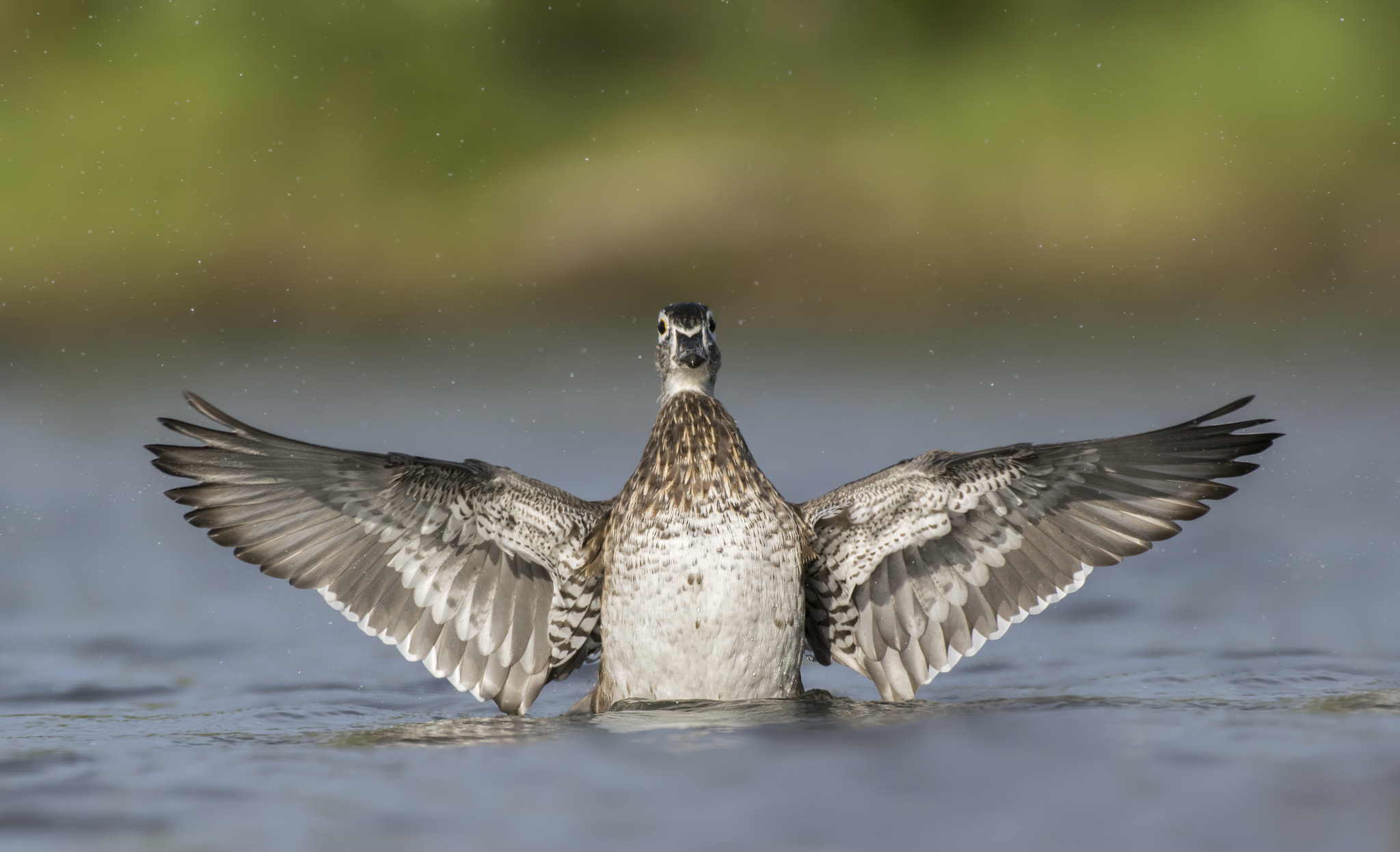 Nikon AF-S Nikkor 200-500mm F5.6E ED VR sample photo. Branchu femelle photography