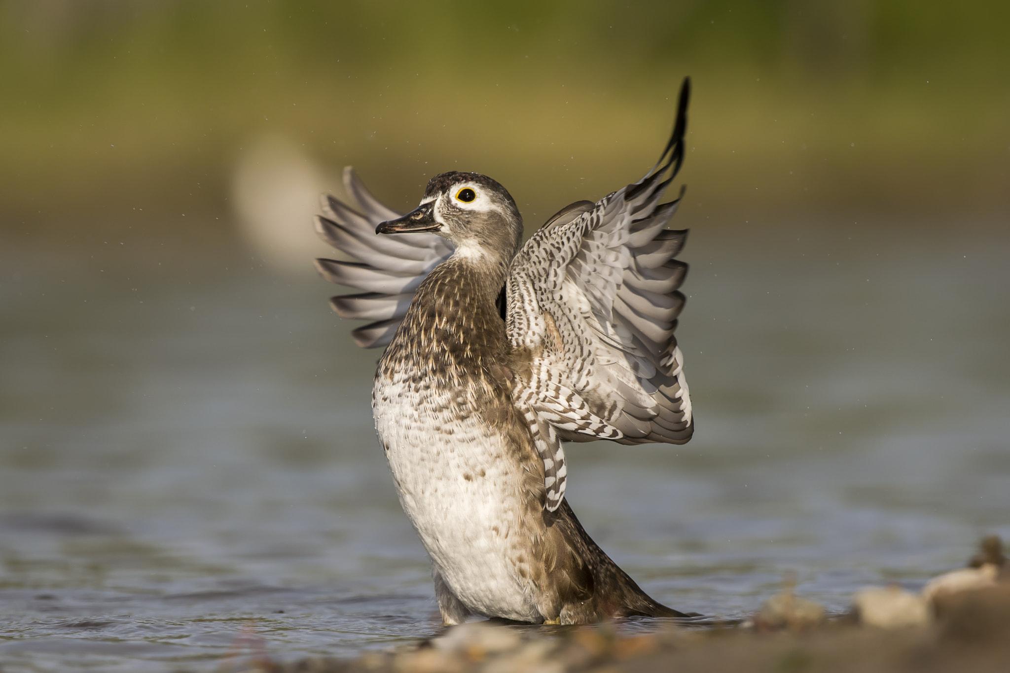 Nikon AF-S Nikkor 200-500mm F5.6E ED VR sample photo. Branchu femelle photography