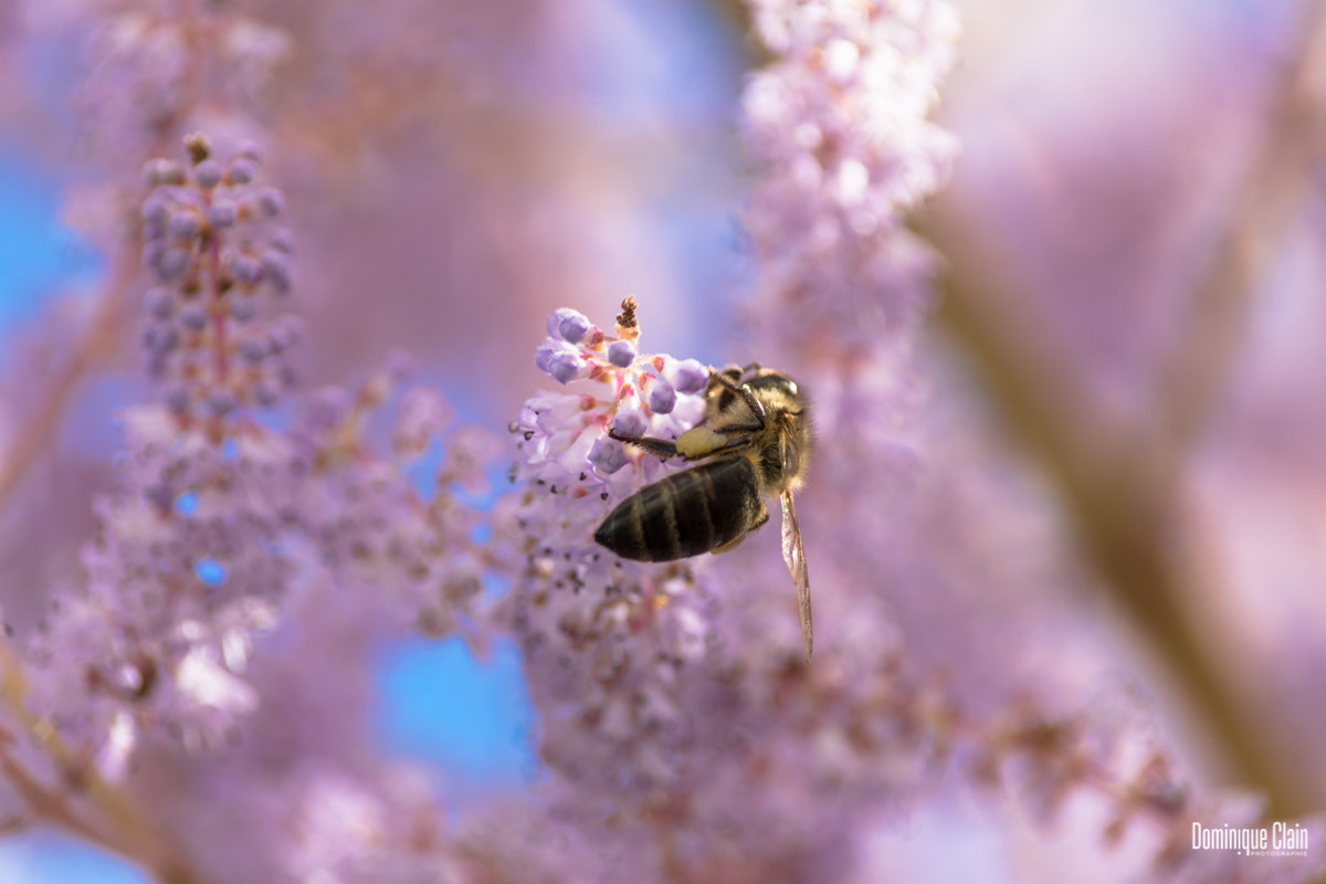 Canon EOS 7D Mark II + Canon EF 75-300mm F4.0-5.6 IS USM sample photo. Abeille photography