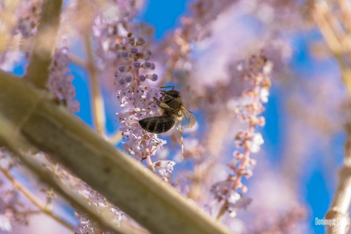 Canon EF 75-300mm F4.0-5.6 IS USM sample photo. Abeille photography
