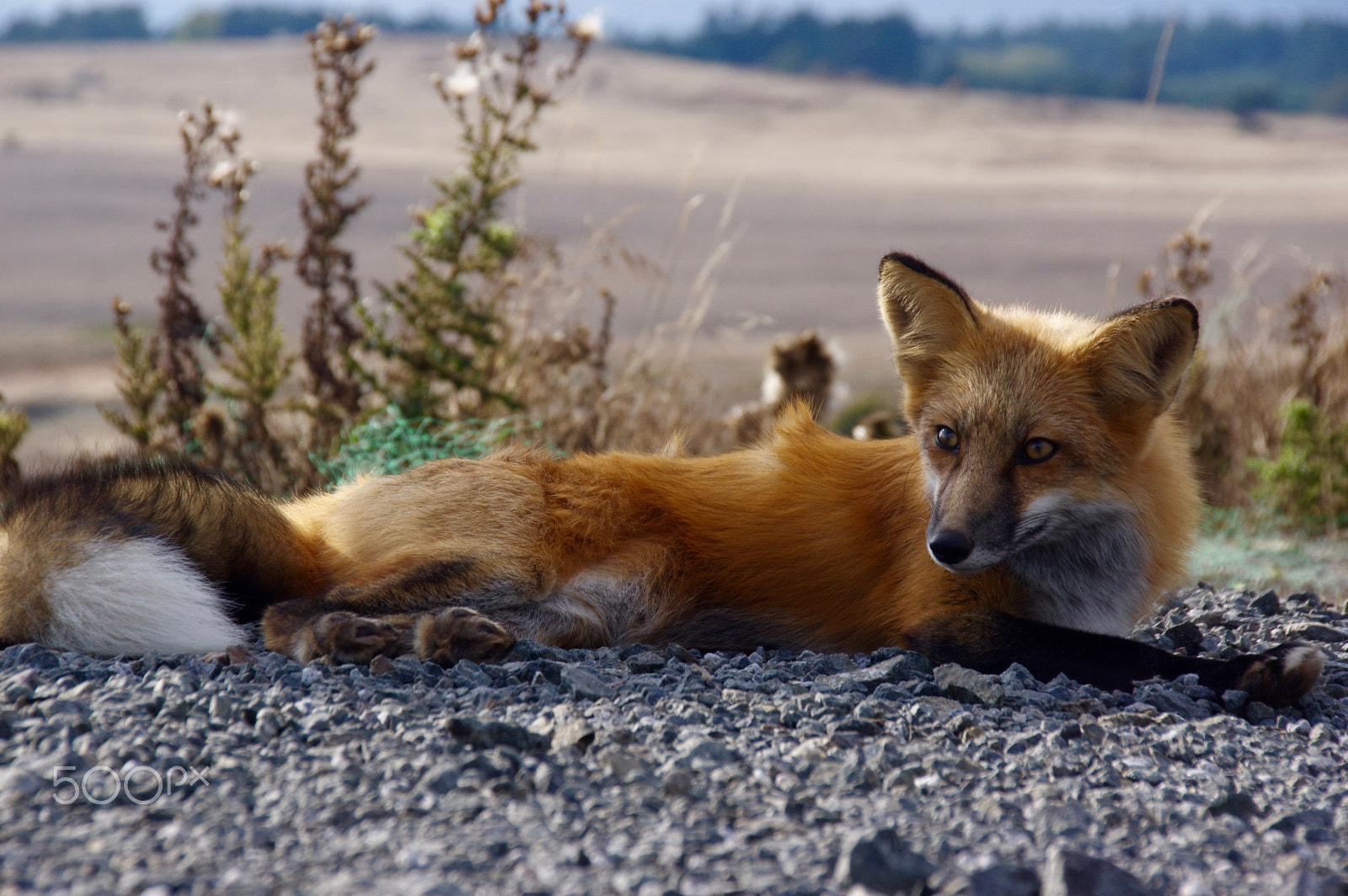 Pentax K-3 sample photo. Relaxin' fox photography