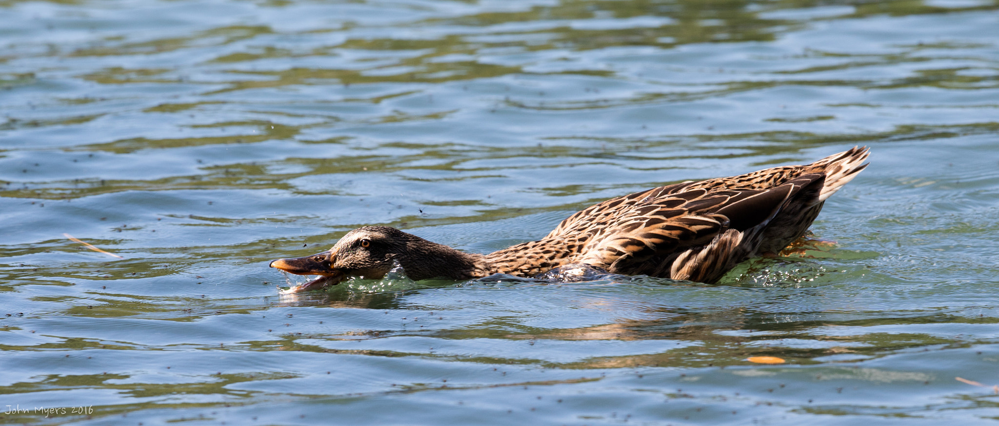 Canon EF 300mm F2.8L IS II USM sample photo. Allatoona photography