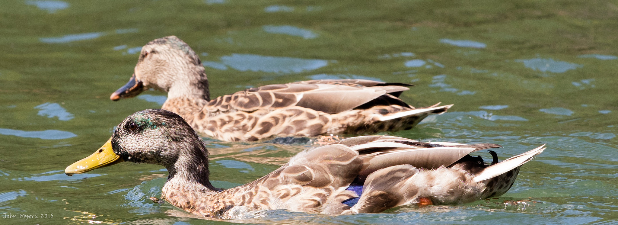 Canon EF 300mm F2.8L IS II USM sample photo. Allatoona 2 photography
