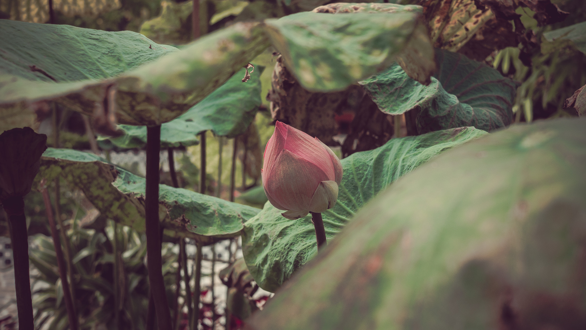 Fujifilm X-A2 + Fujifilm XF 27mm F2.8 sample photo. Lotus photography