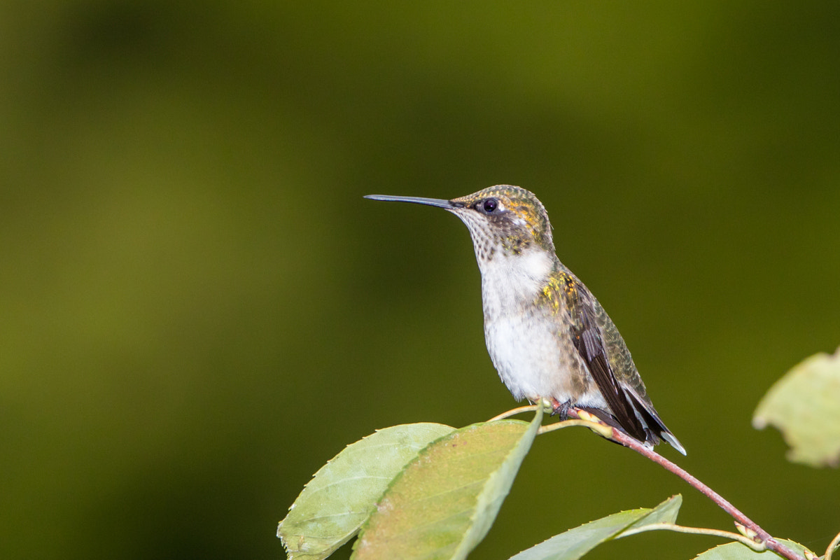 Canon EF 200-400mm F4L IS USM Extender 1.4x sample photo. Ruby-throated hummingbird photography