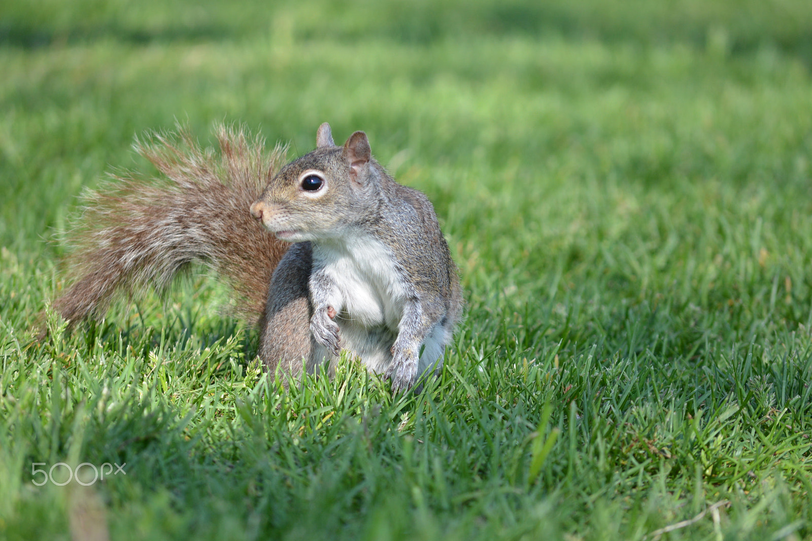 Nikon D600 sample photo. Animals,statue of liberty photography