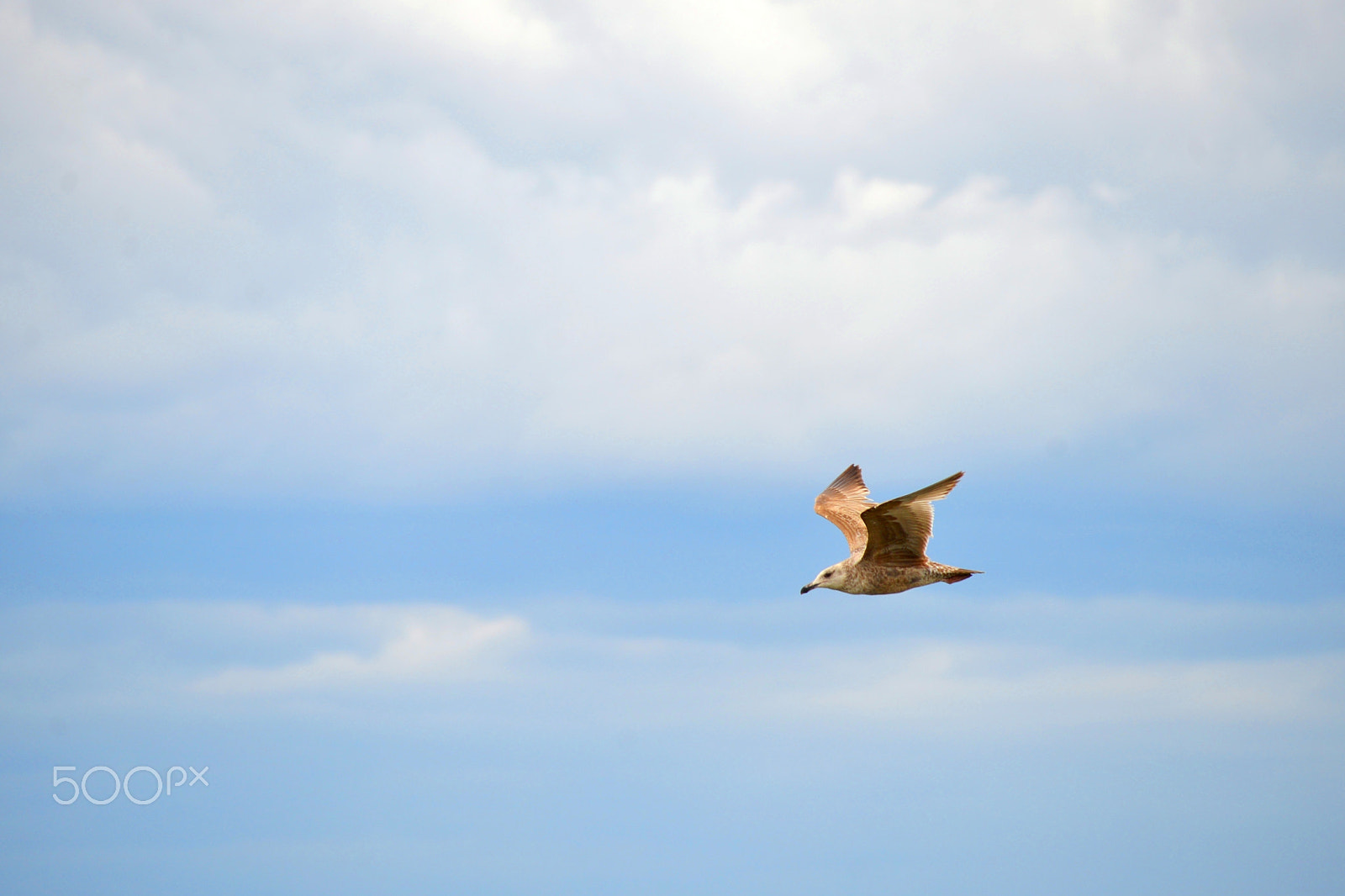 Nikon D600 sample photo. Animals,statue of liberty photography