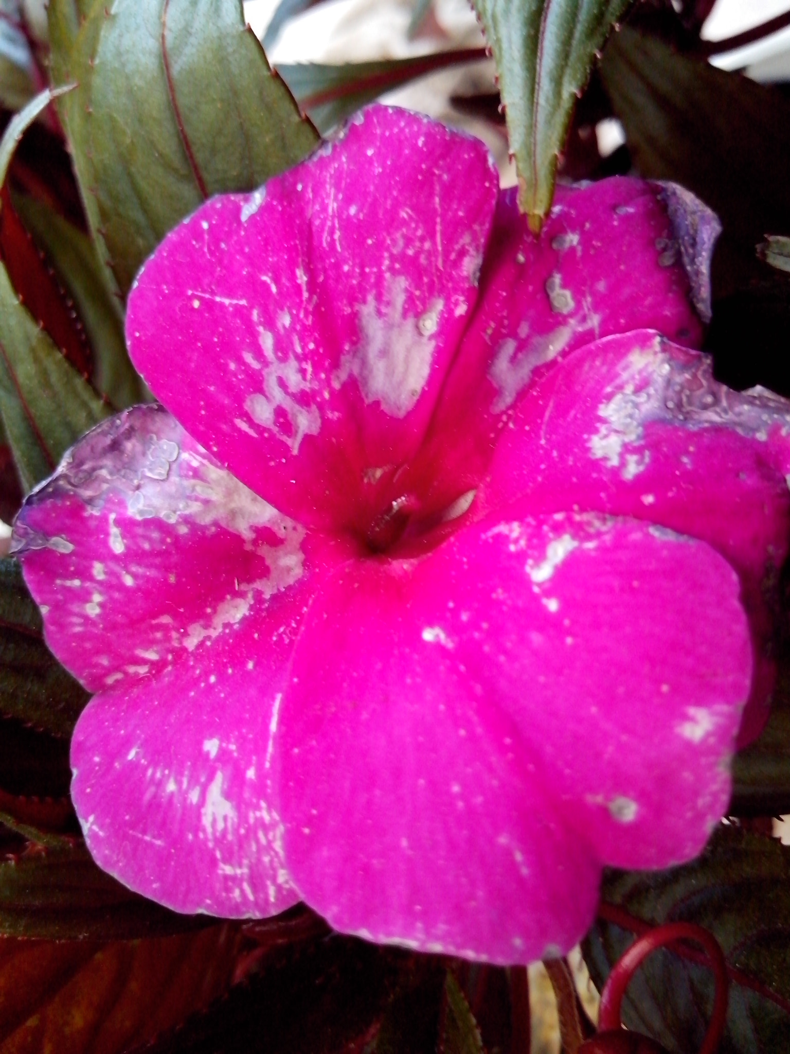 Motorola RAZR D3 sample photo. Una hermosa flor...llena de cemento :-/ photography