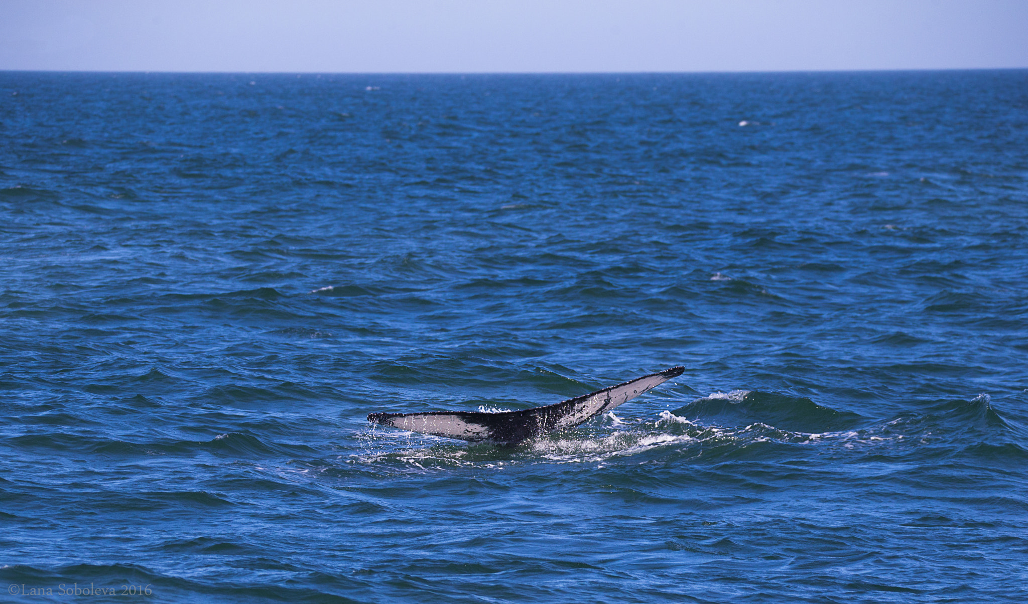 150-600mm F5-6.3 DG OS HSM | Contemporary 015 sample photo. My first humpback whale encounter photography