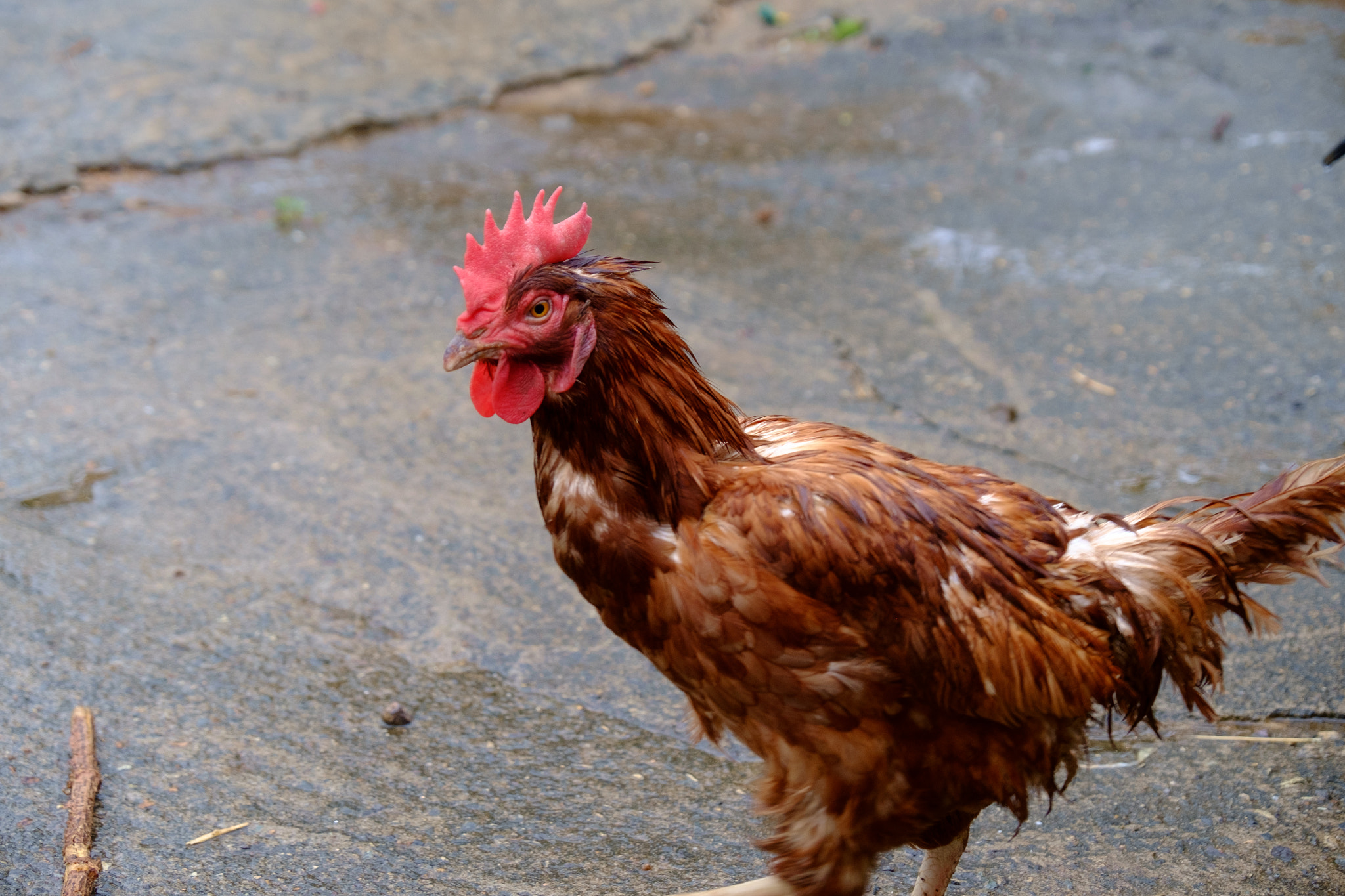 Fujifilm X-Pro1 + Fujifilm XF 18-135mm F3.5-5.6 R LM OIS WR sample photo. Chicken photography