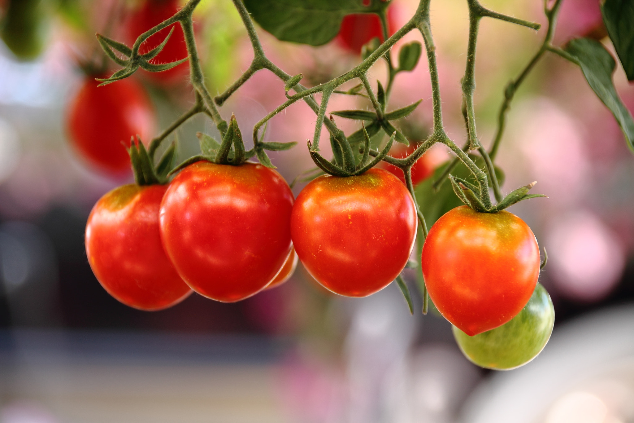Sigma 18-250mm F3.5-6.3 DC OS HSM sample photo. Red tomato photography