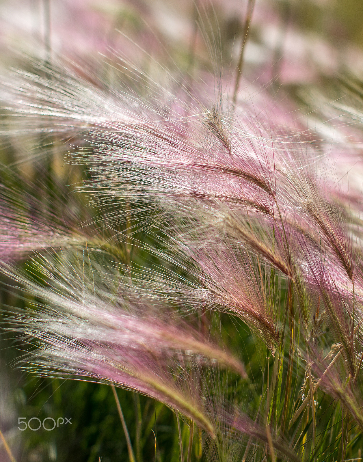 Canon EOS 60D + Canon EF 50mm F1.2L USM sample photo. Img photography