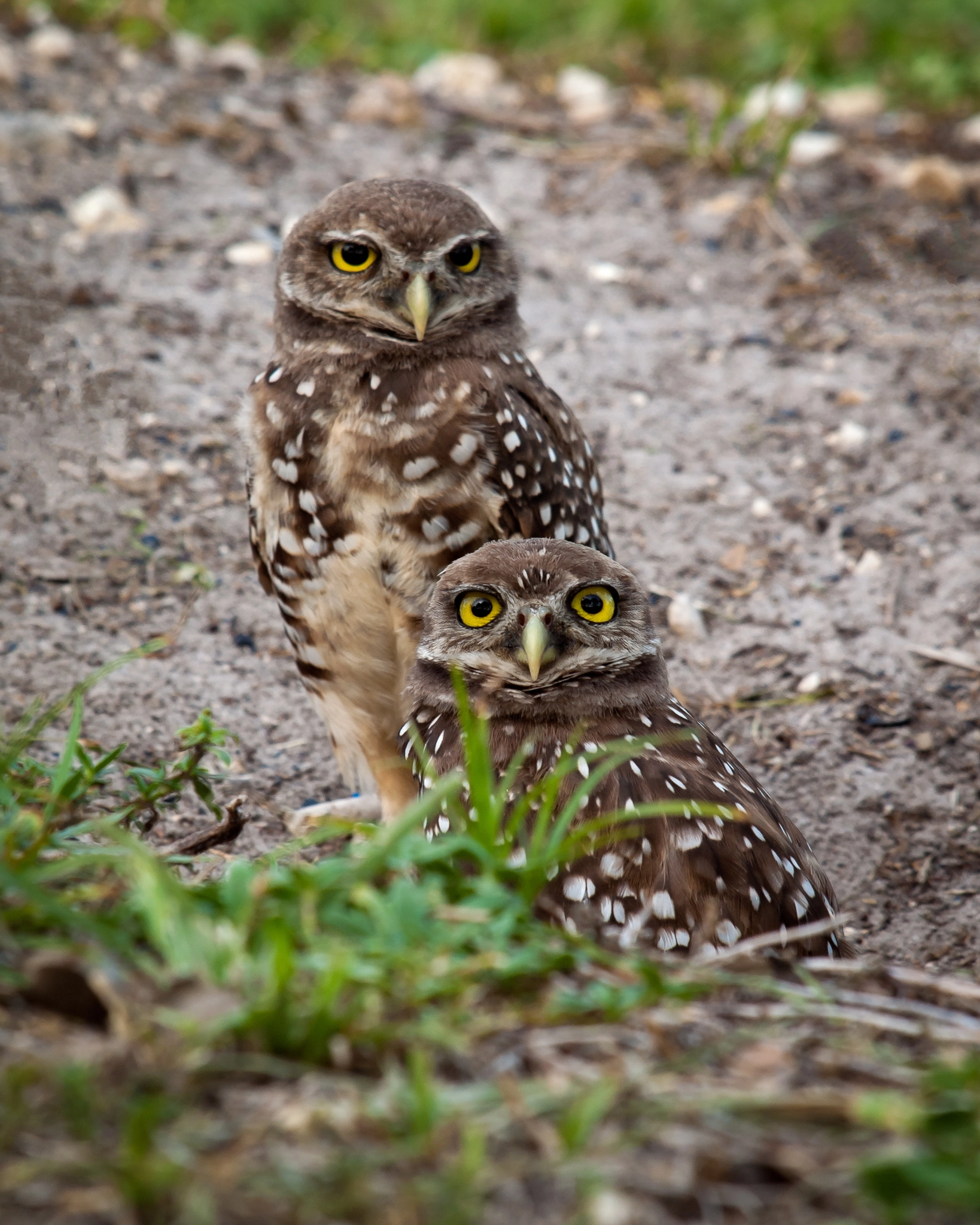 Olympus E-620 (EVOLT E-620) sample photo. Burrowing owl photography