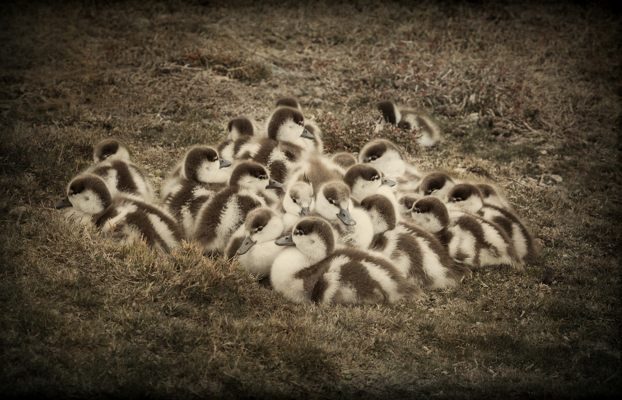 Canon EF-S 55-250mm F4-5.6 IS sample photo. Cuteness galore photography