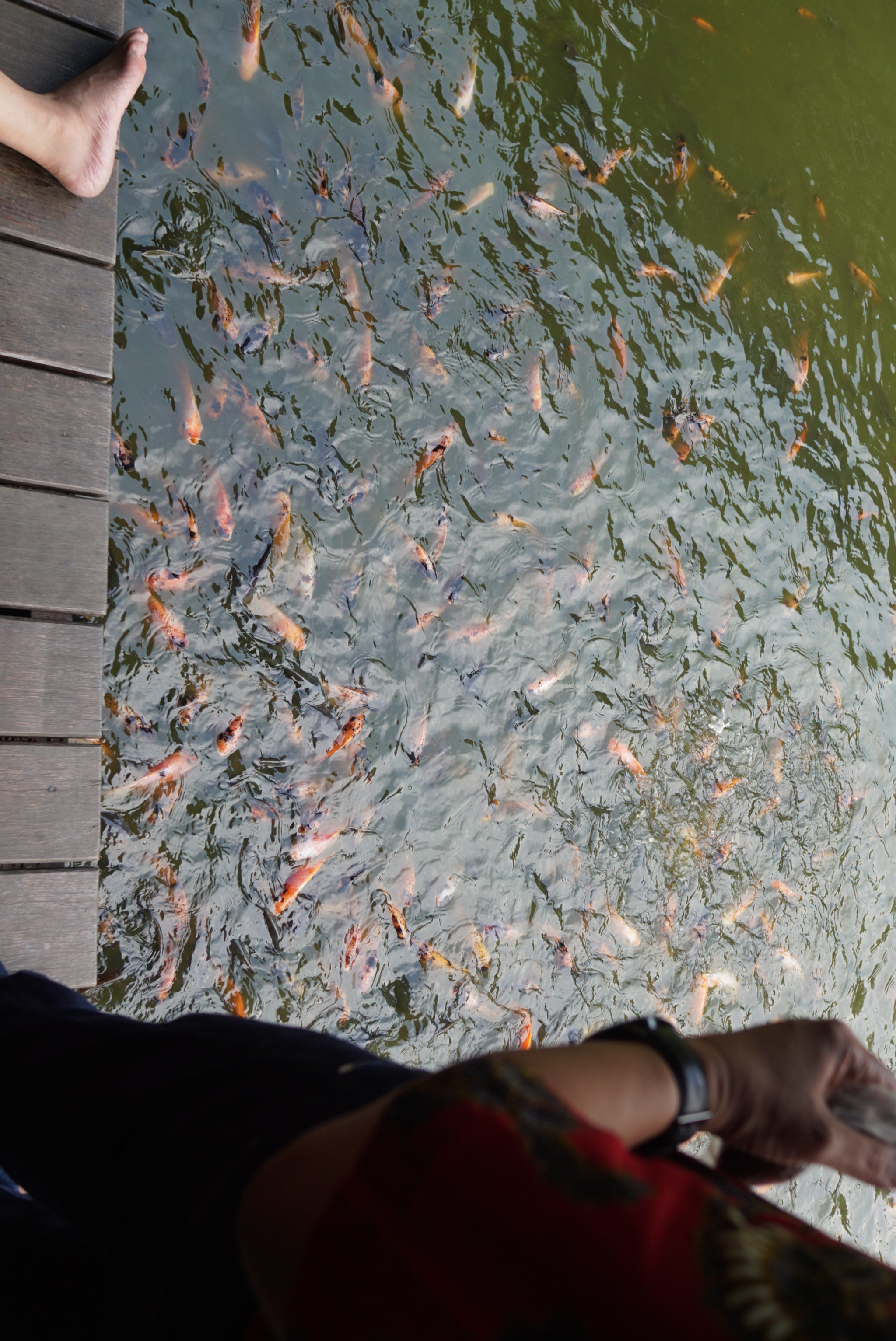 Sony a5100 + Sony Sonnar T* E 24mm F1.8 ZA sample photo. Telaga sampireun photography