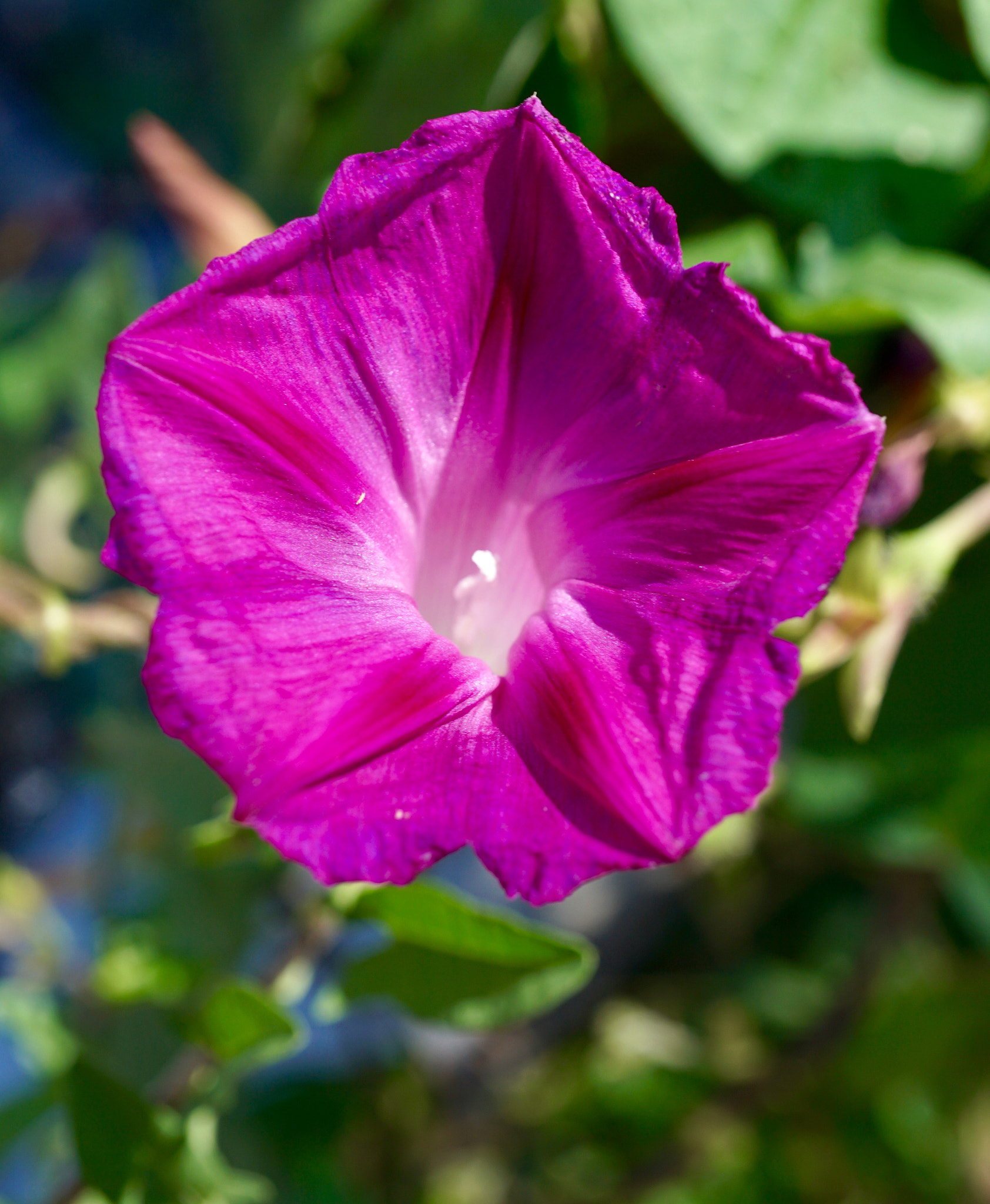 Sony a6000 + Sony E 30mm F3.5 sample photo. Pink morning glory photography