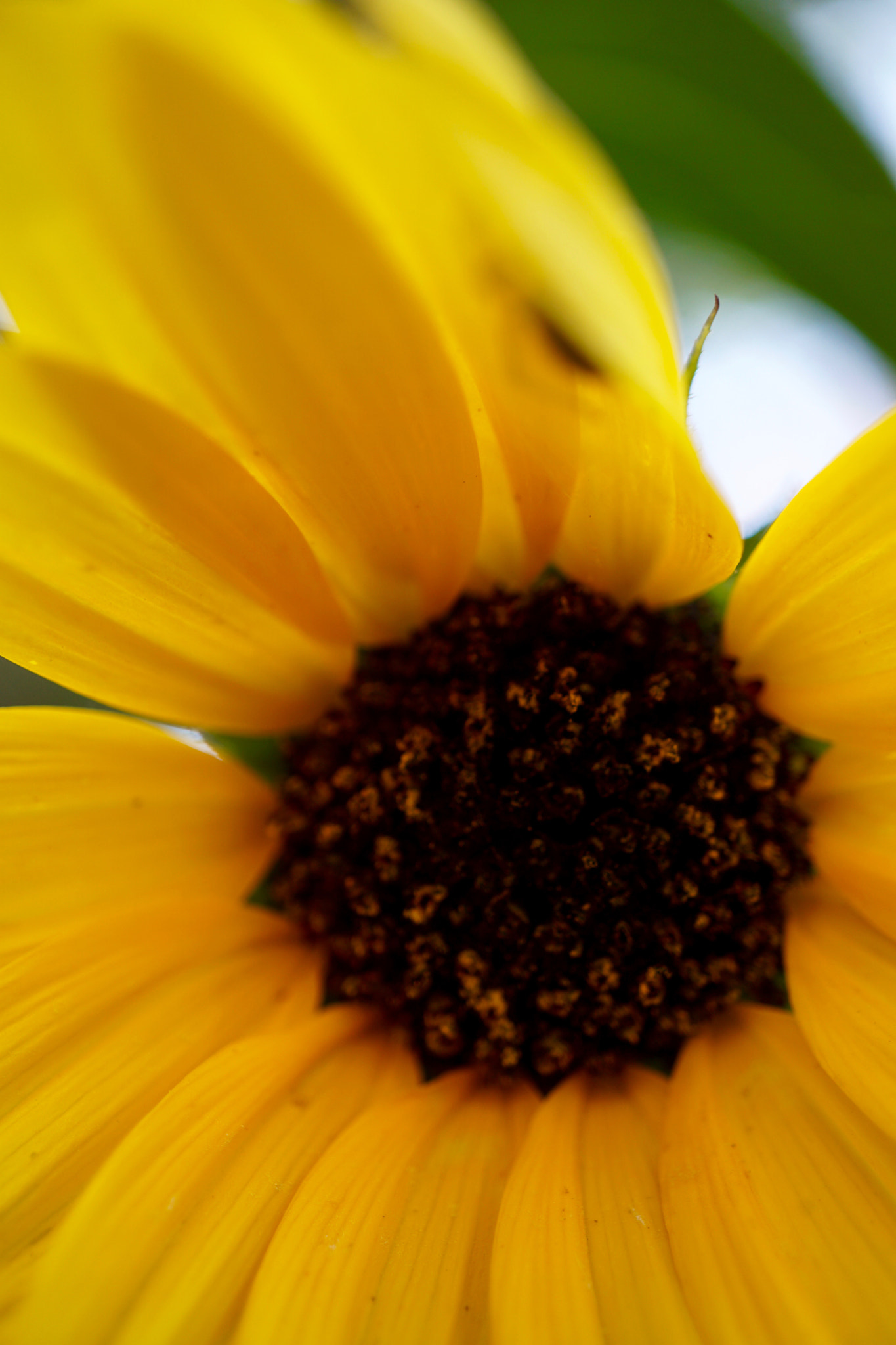 Sony a6000 sample photo. Cheery yellow sunflower! photography