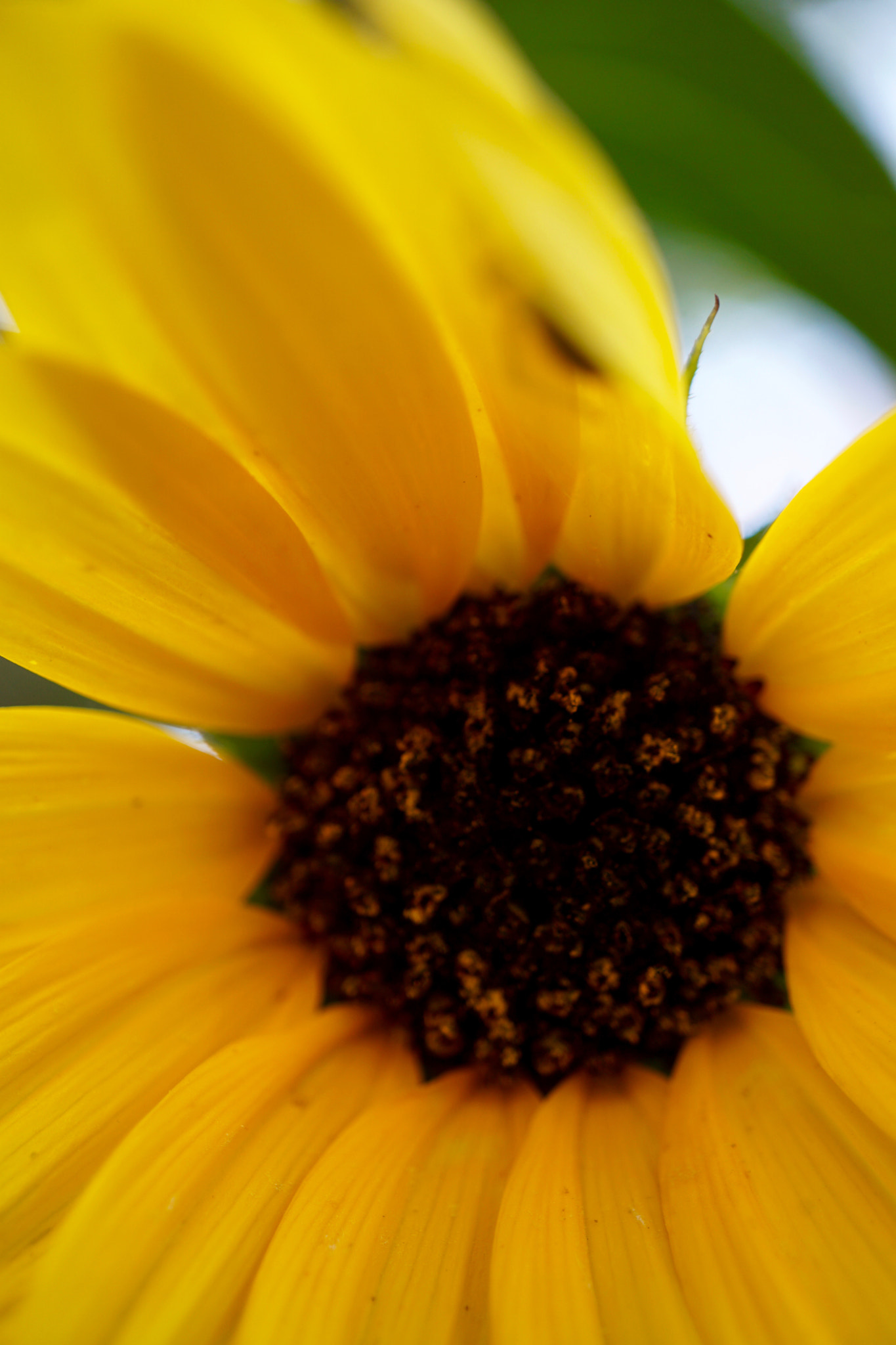 Sony a6000 + Sony E 30mm F3.5 sample photo. Cheery yellow sunflower! photography