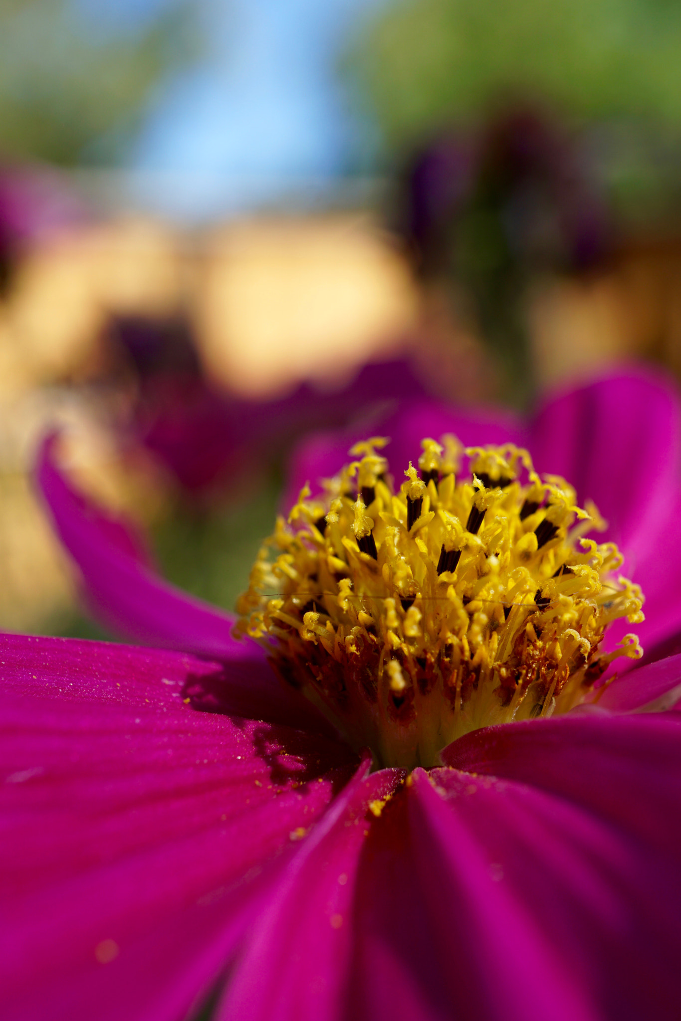 Sony a6000 + Sony E 30mm F3.5 sample photo. Cosmoses up close photography