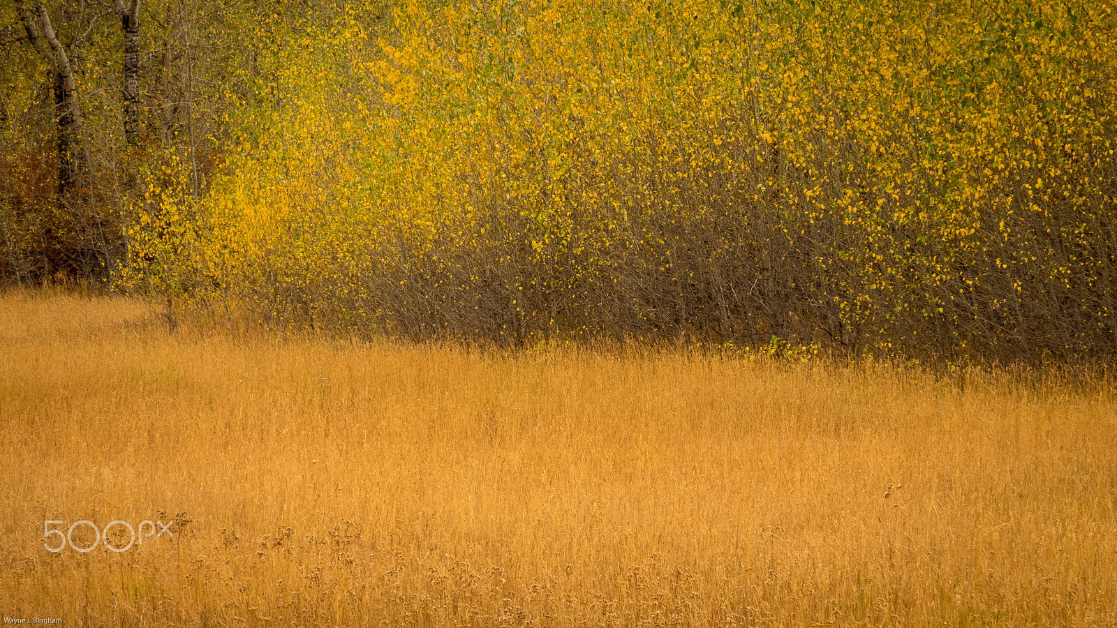 Olympus OM-D E-M1 sample photo. Gold photography