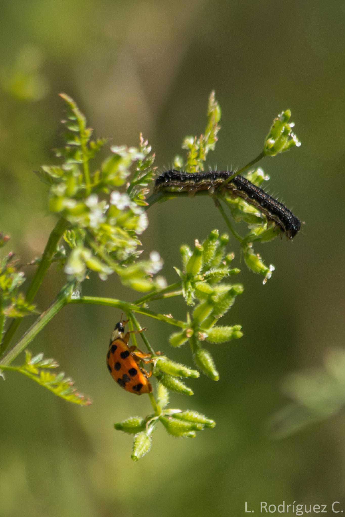 Pentax K-30 sample photo. Lady bug and caterpillar photography