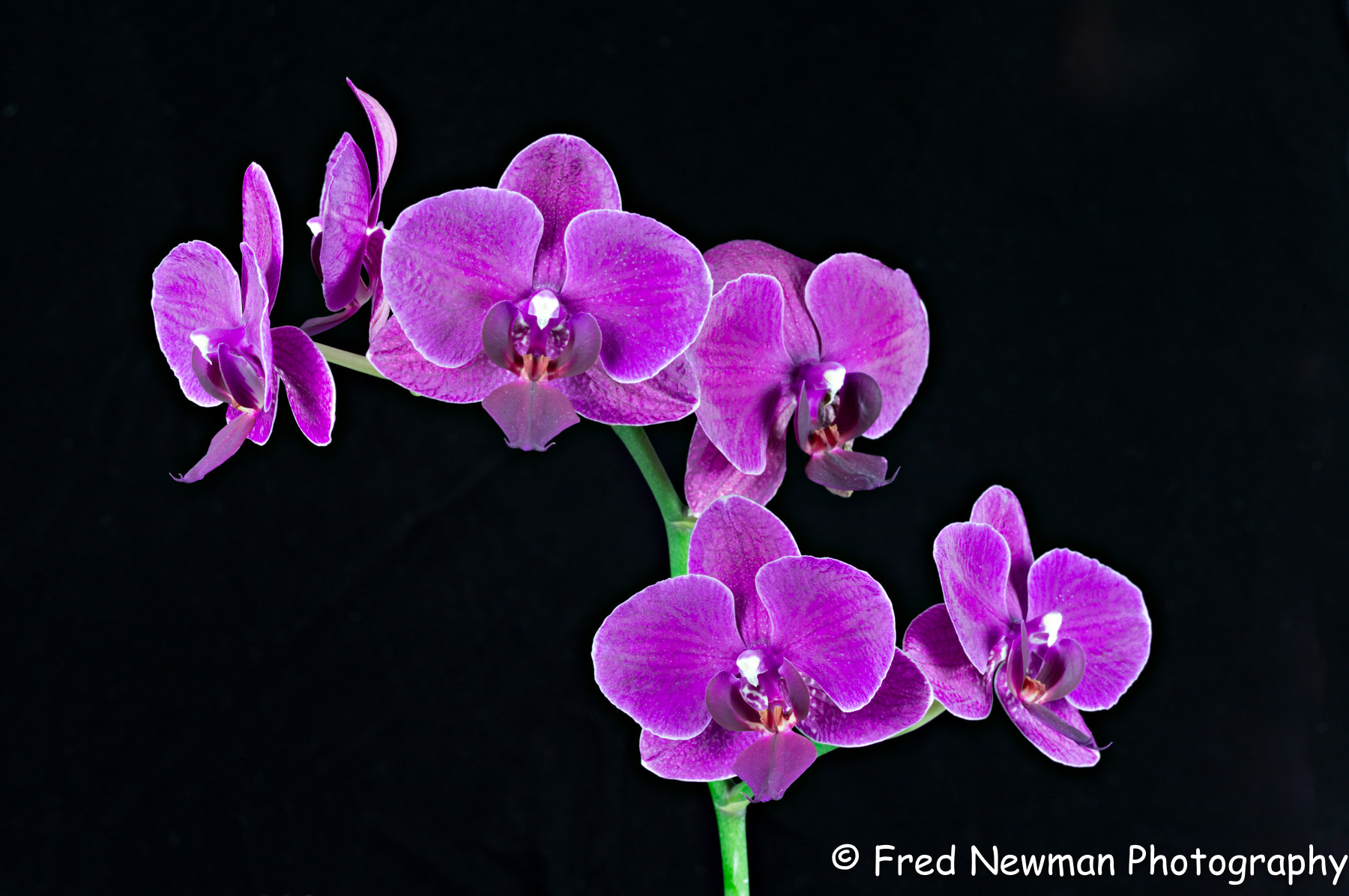 Apo-Macro-Summarit-S 120 sample photo. Purple orchid 1 photography