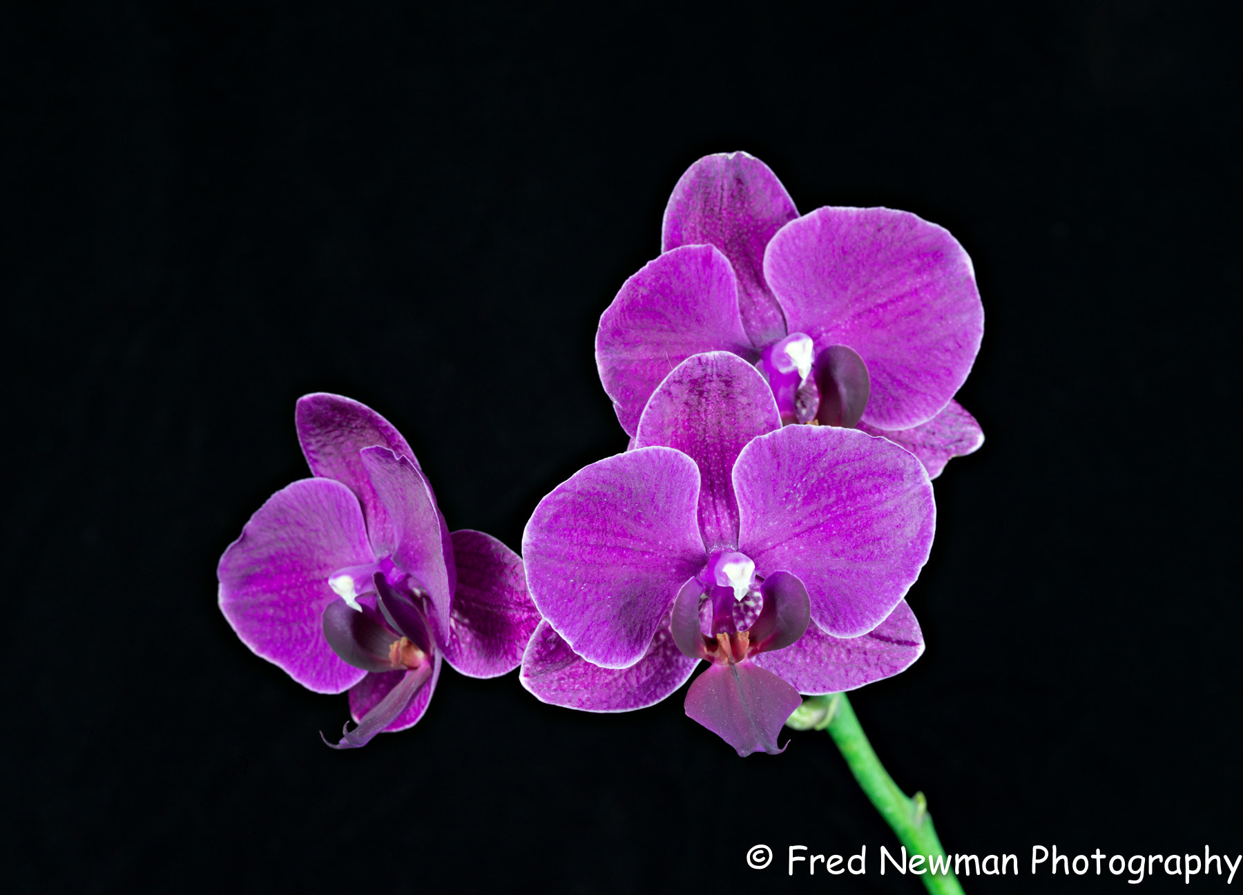 Apo-Macro-Summarit-S 120 sample photo. Purple orchid 2 photography