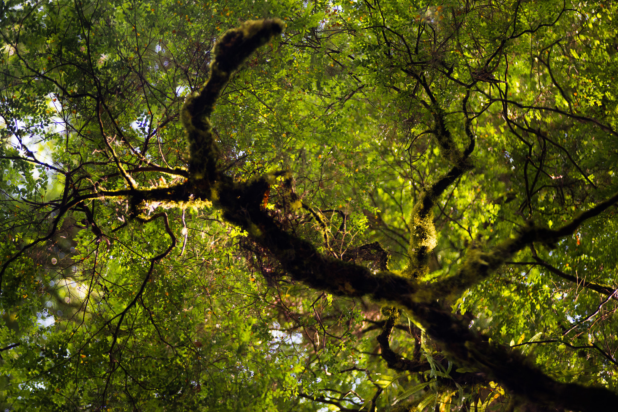 AF Zoom-Nikkor 80-200mm f/2.8 ED sample photo. Upward photography