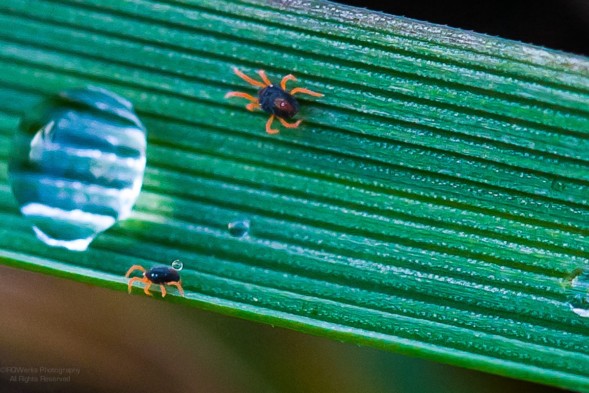 Canon EF 100mm F2.8 Macro USM sample photo. Bring your own water photography