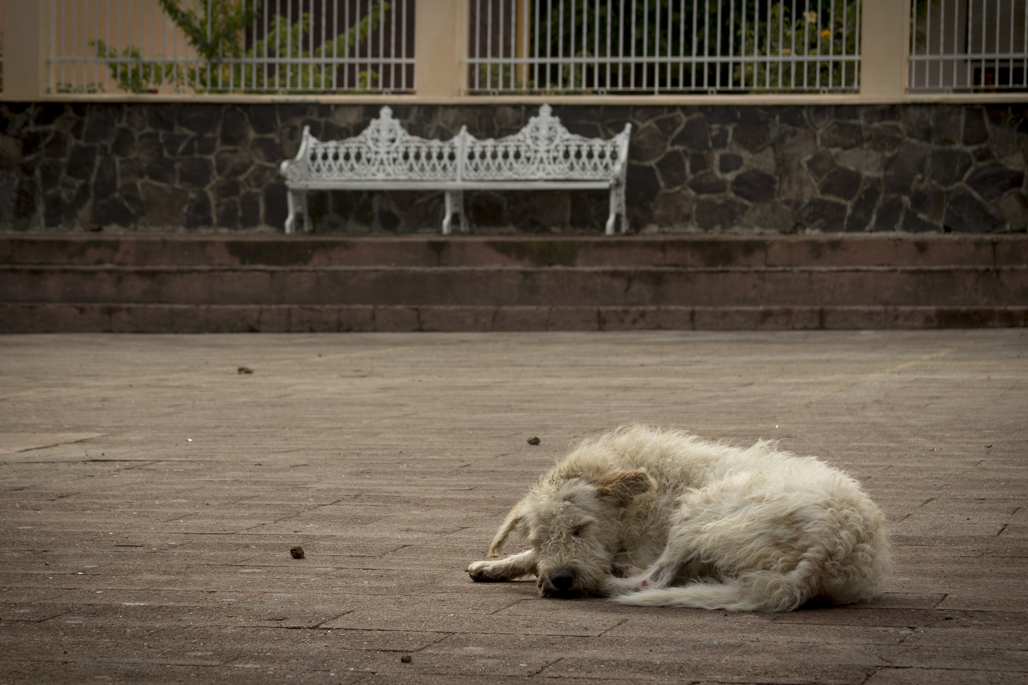 Canon EF 28-135mm F3.5-5.6 IS USM sample photo. Dogs feel melancholy too photography